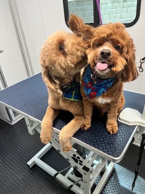 Jade's Mobile Pet Grooming llc - Pet groomer in Atlanta, GA