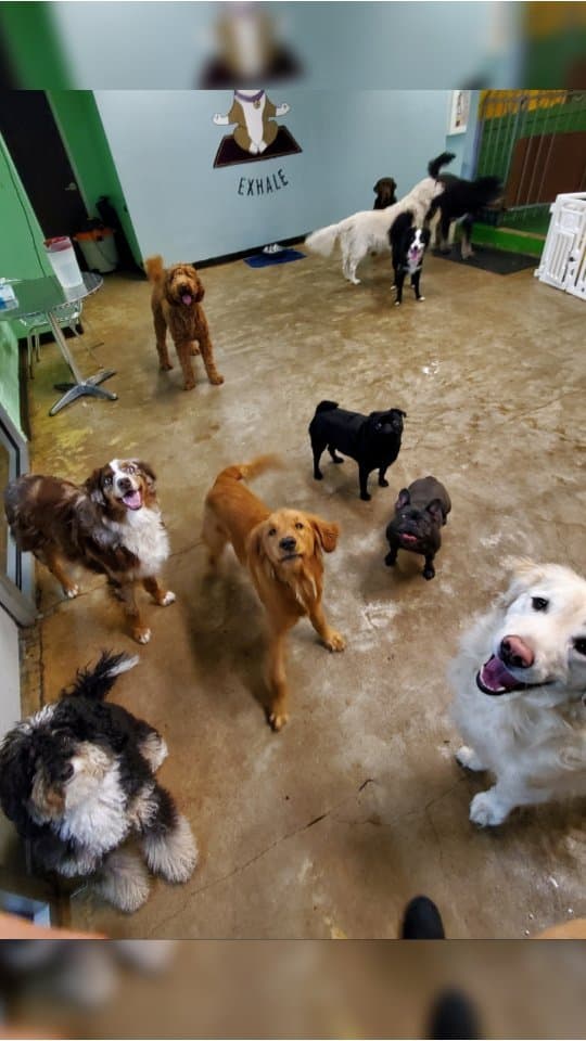 Upper Paw Urban Pet Resort - Pet groomer in Austin, TX