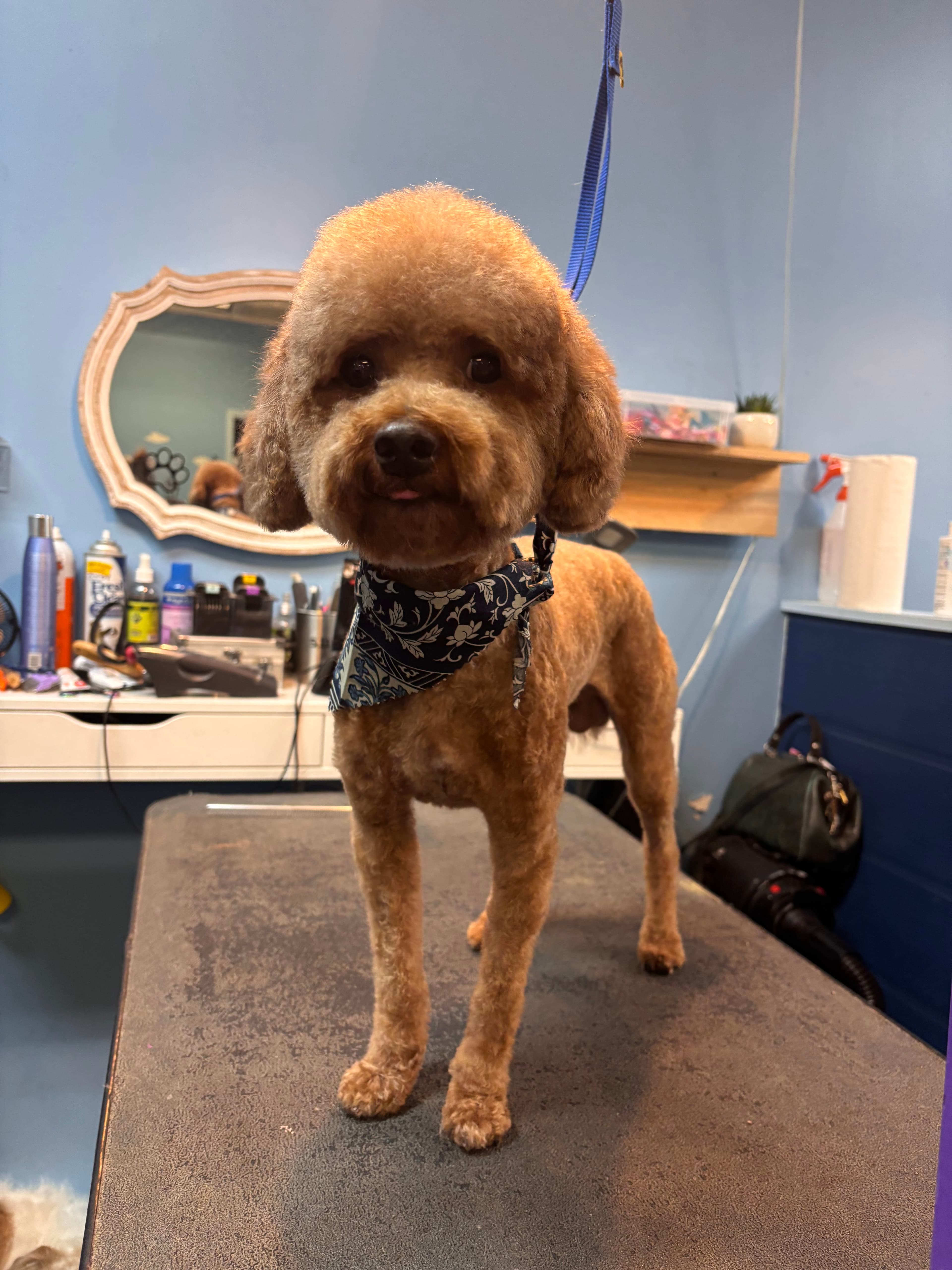 Preppy Pets Salon and Mobile - Pet groomer in Houston, TX