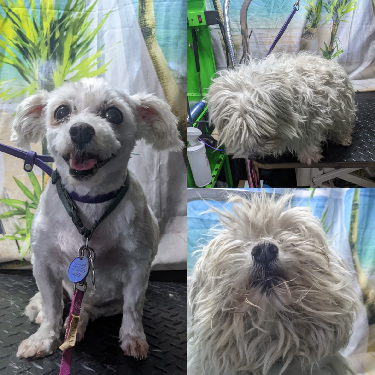 Charlene's Dog Spa - Pet groomer in Sacramento, CA
