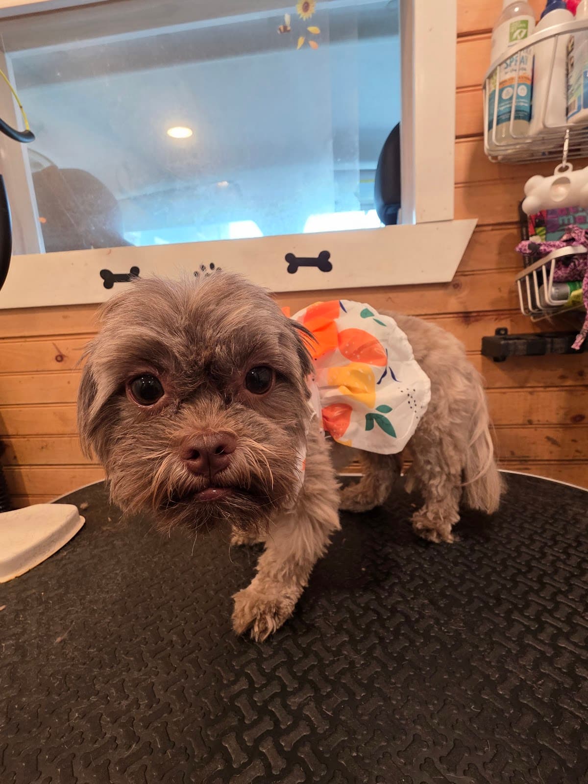 Tail Feathers Grooming - Pet groomer in Philadelphia, PA