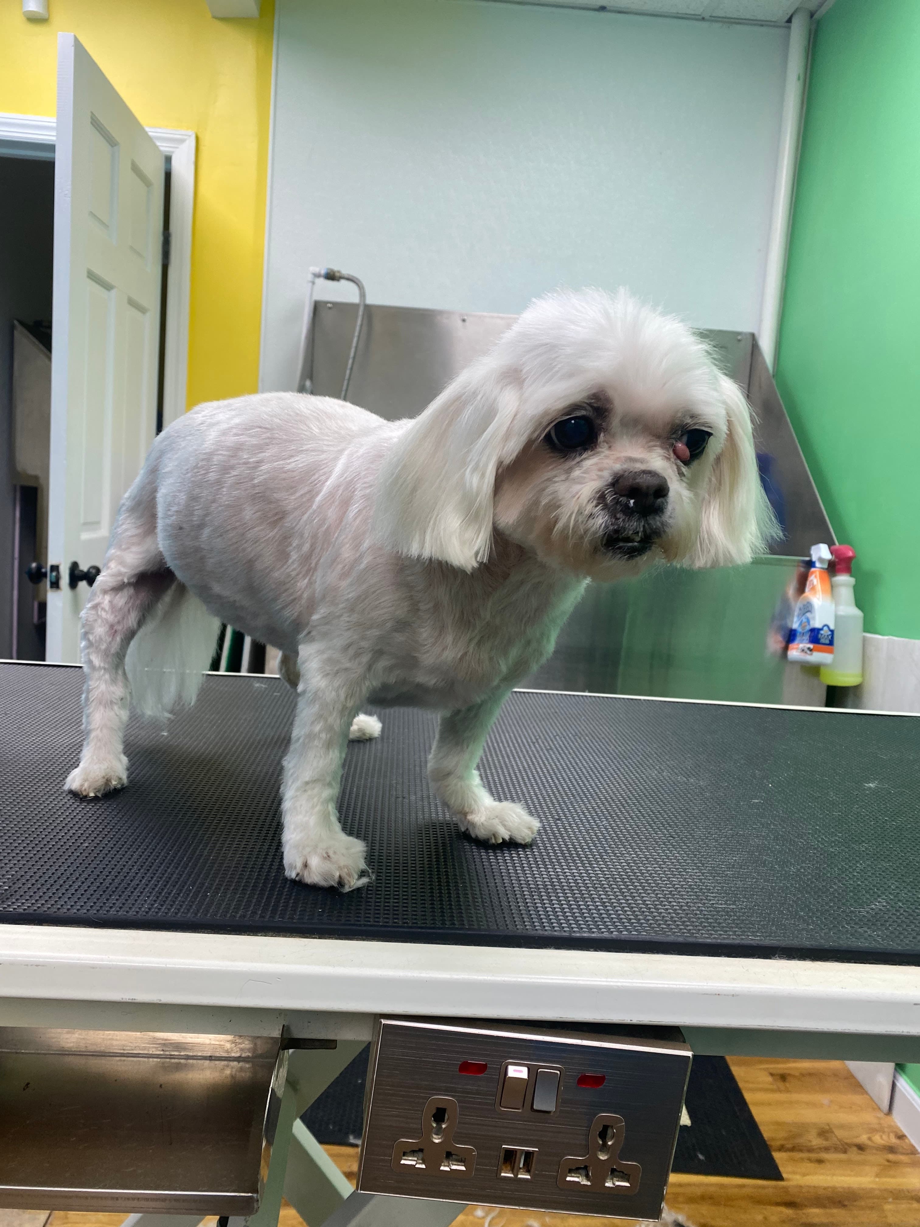 Fluff and love - Pet groomer in Brooklyn, NY