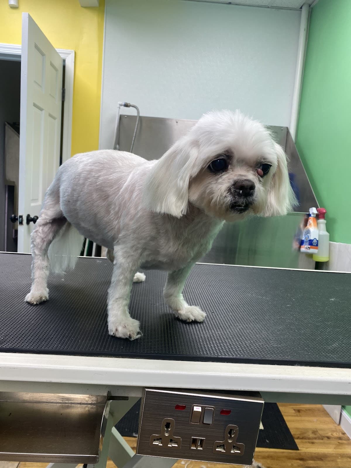 Fluff and love - Pet groomer in Brooklyn, NY
