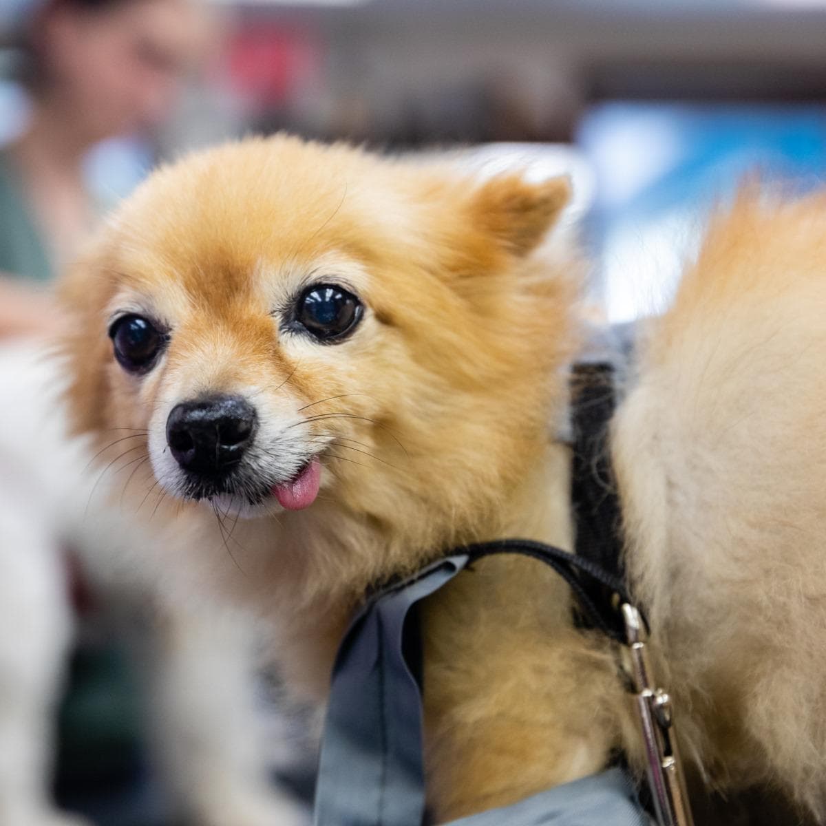 A Cut Above Pet Stylists - Pet groomer in New York, NY
