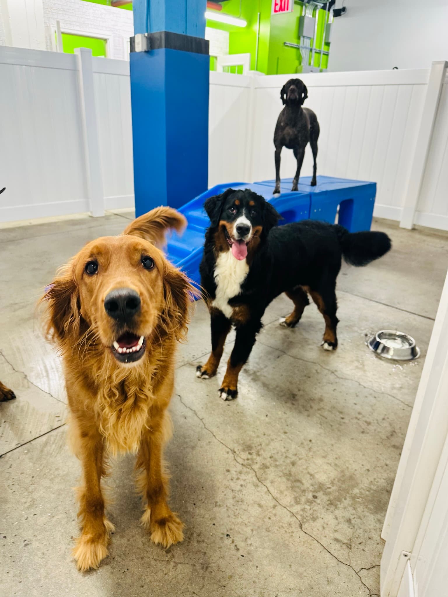 Hounds Town - Dumbo - Pet groomer in Brooklyn, NY