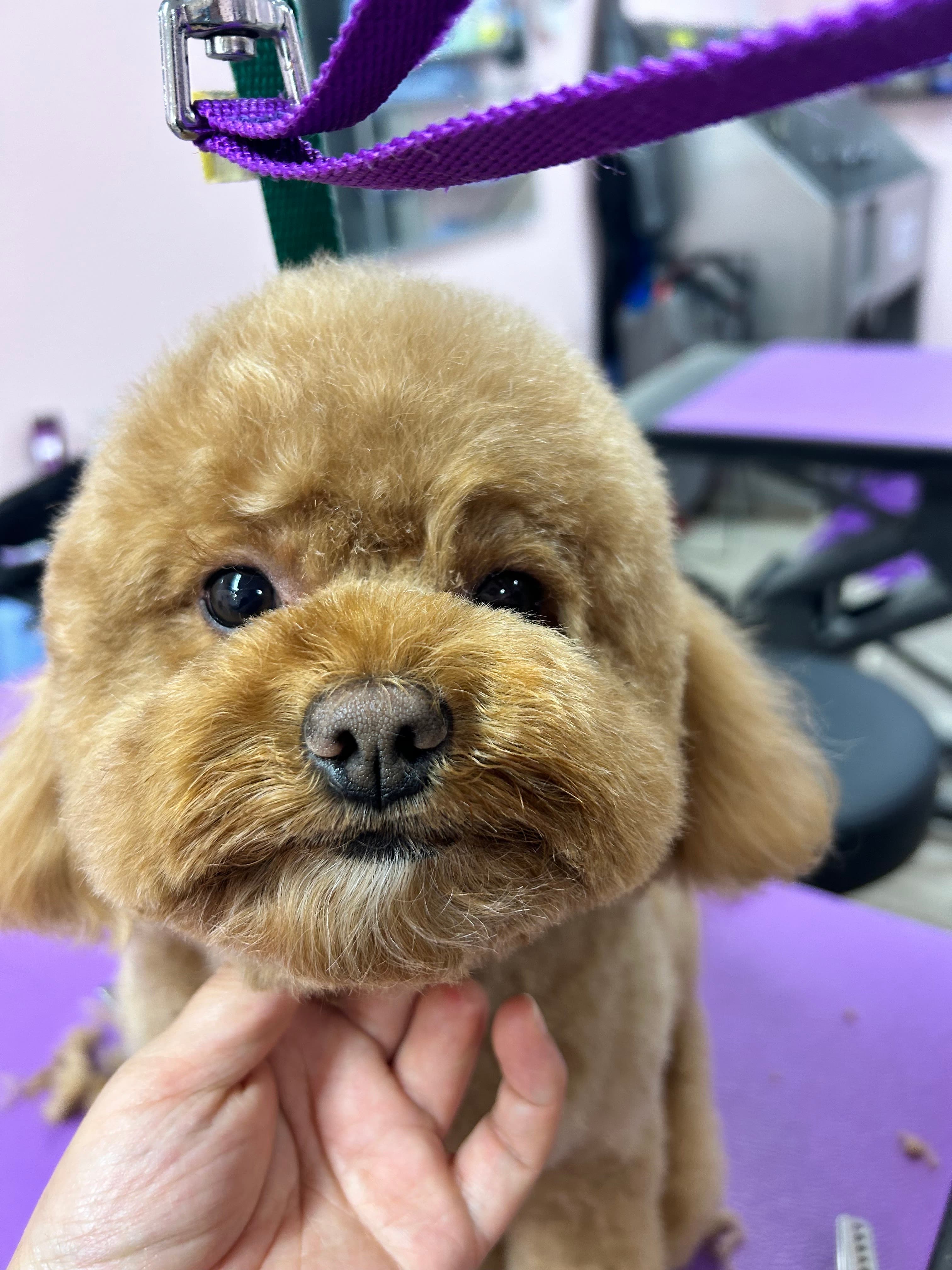 Pawz Spa Grooming - Pet groomer in San Francisco, CA