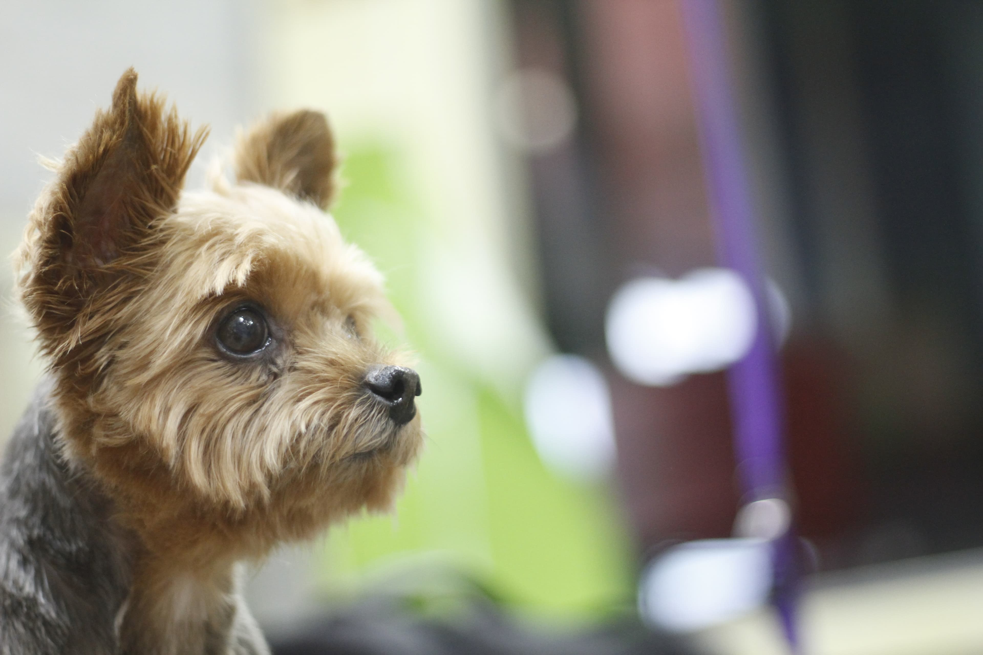 Groom Grub & Belly Rub - Pet groomer in Orlando, FL