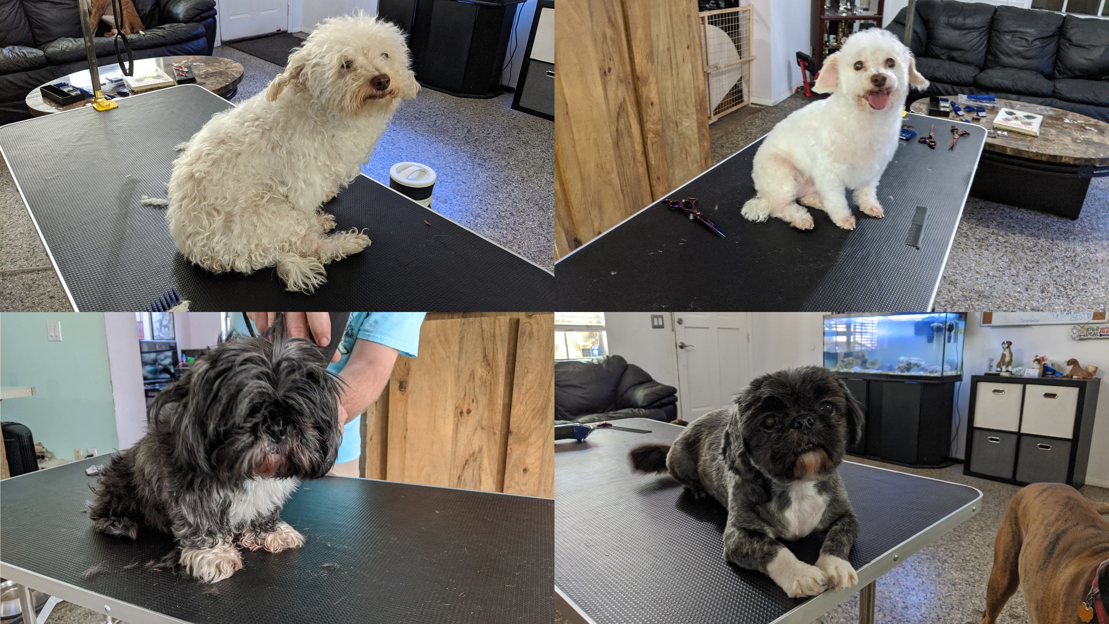 Mad Max Dog Care - Pet groomer in Tampa, FL