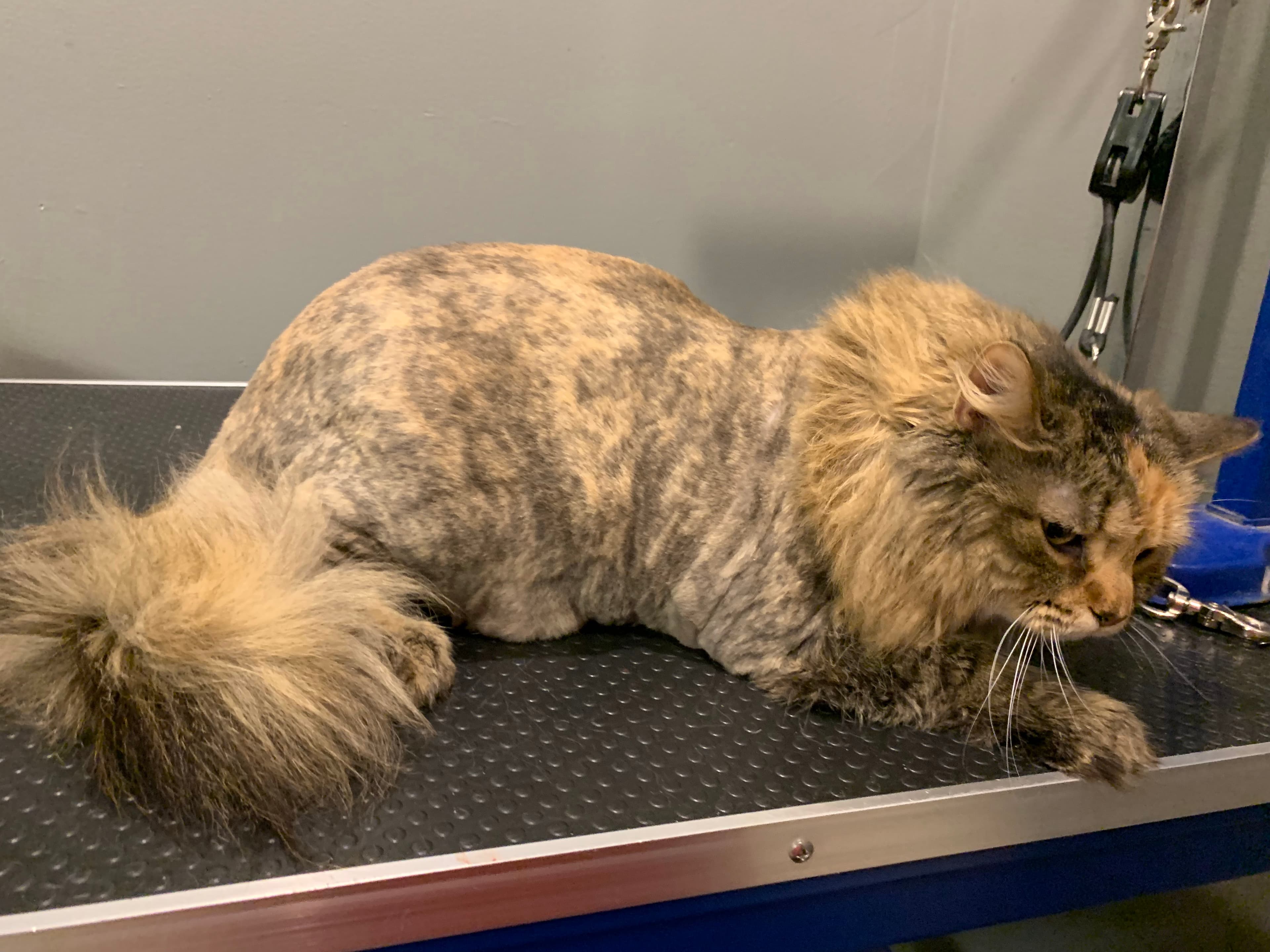 All Creatures Great & Groomed - Pet groomer in Indianapolis, IN