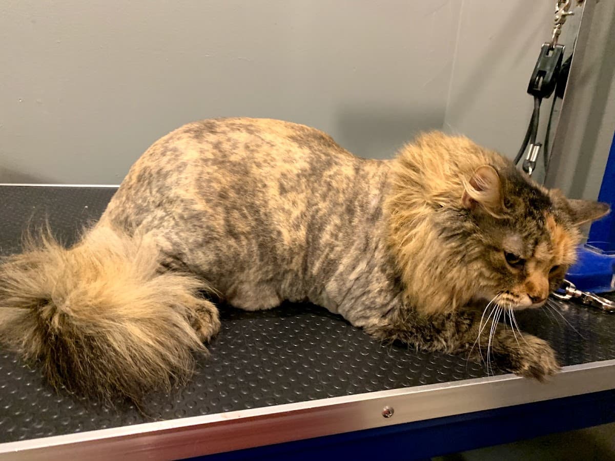 All Creatures Great & Groomed - Pet groomer in Indianapolis, IN