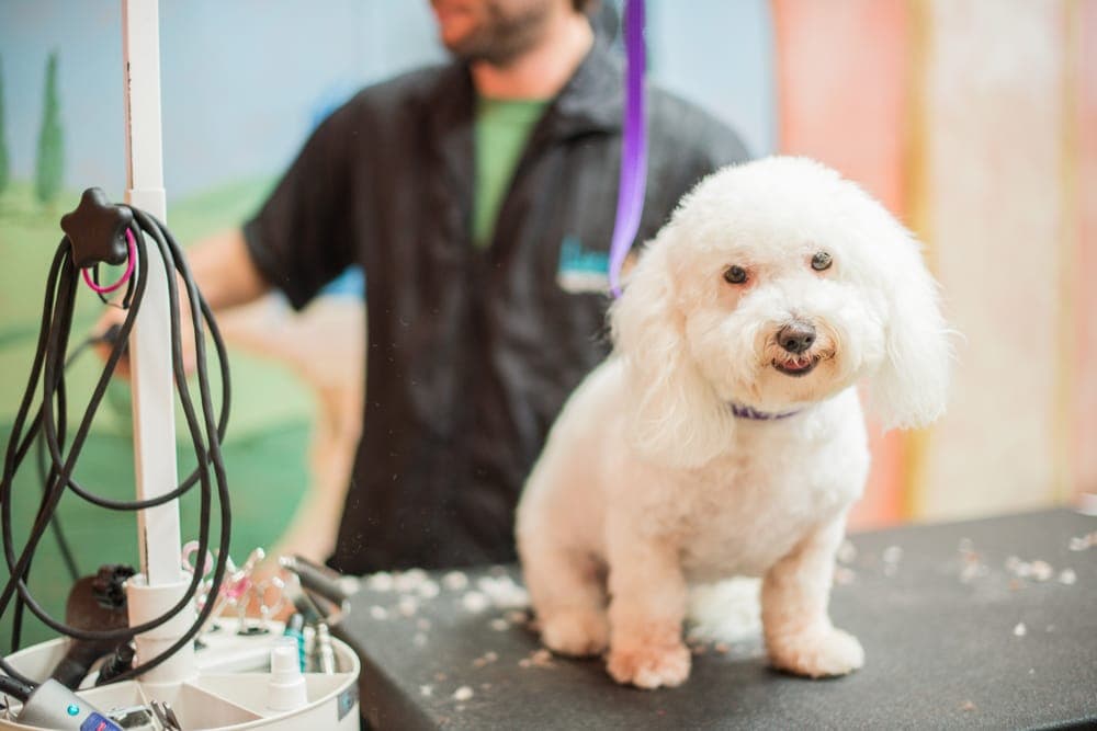 Lucy's Doggy Daycare and Spa - Pet groomer in San Antonio, TX