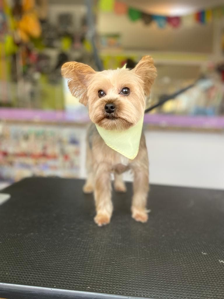 pretty pretty paws - Pet groomer in Corona, NY