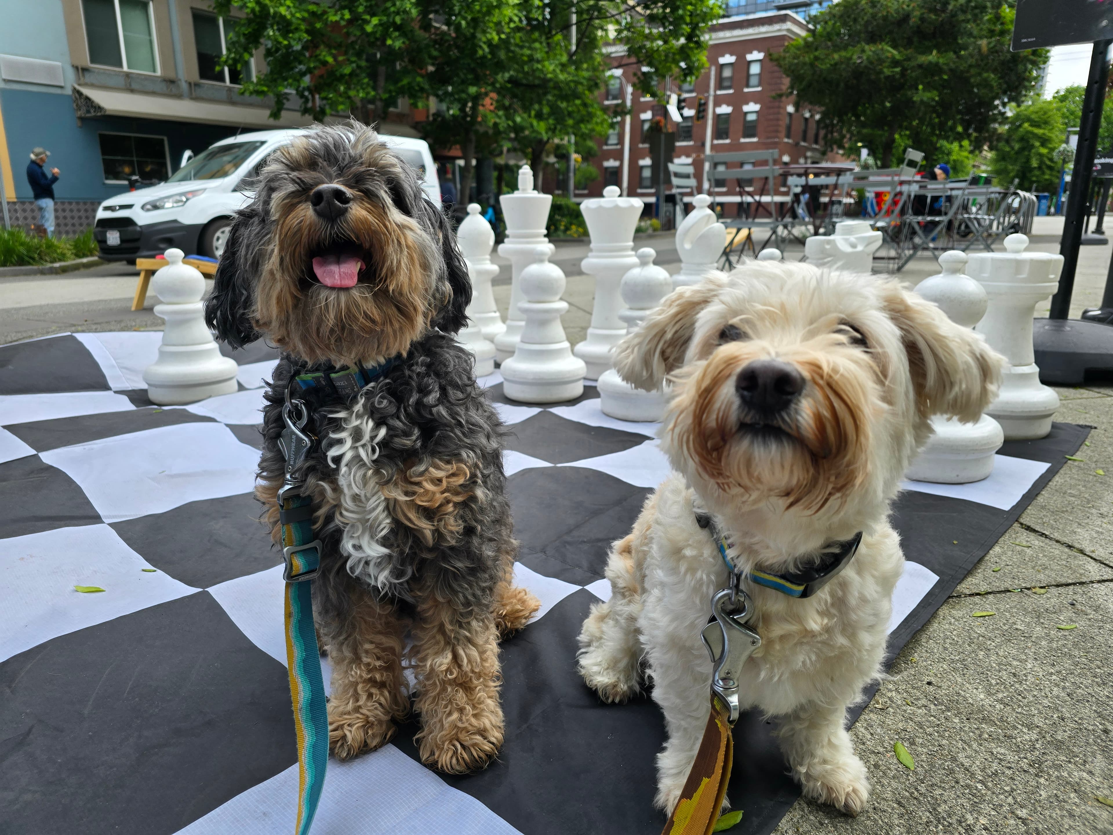 Club Dogfish - Pet groomer in Seattle, WA