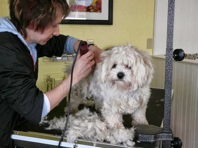 Dig It Dog Grooming - Pet groomer in Roseville, MN