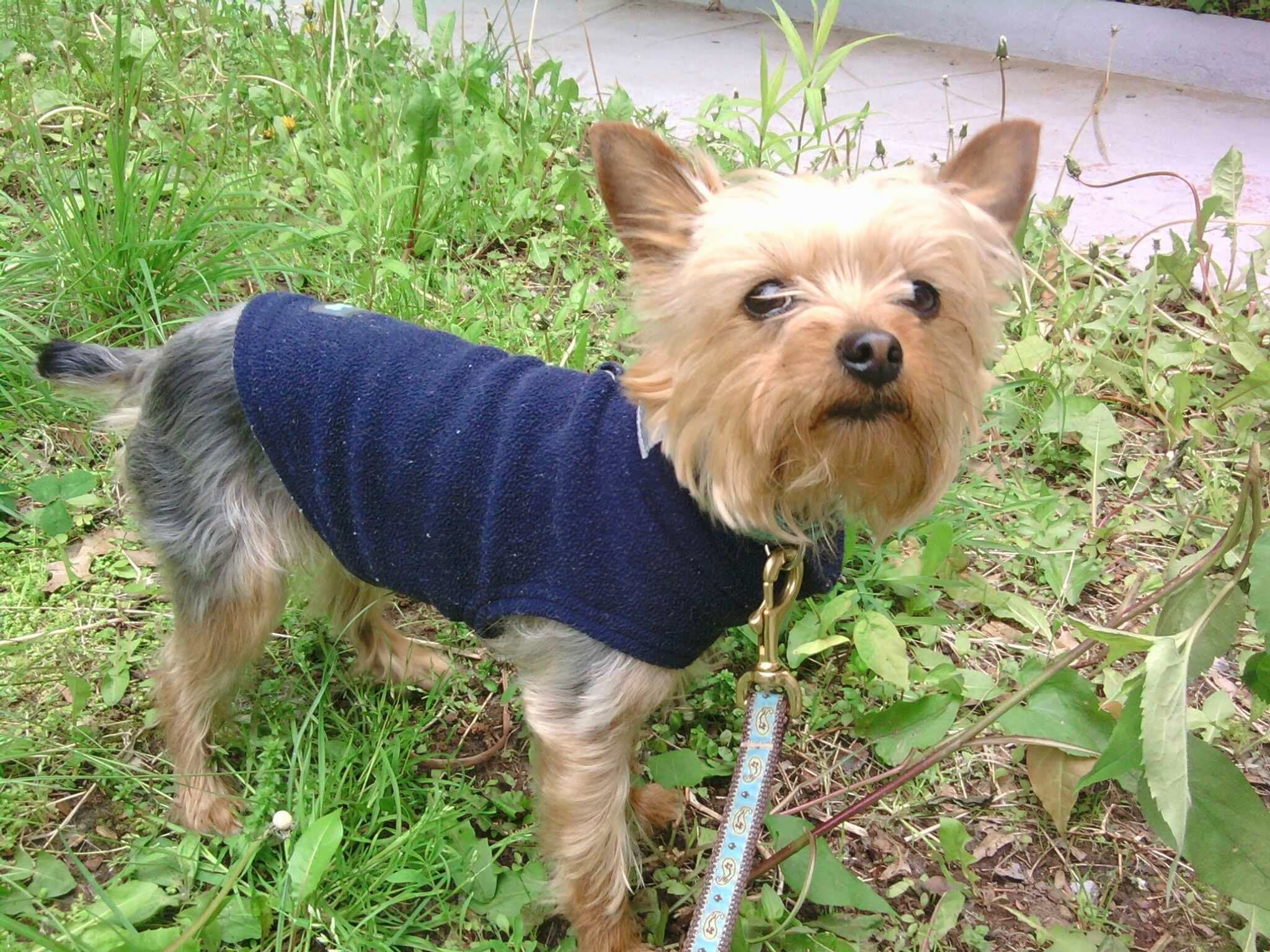Happy Pet Care - Pet groomer in Brighton, MA