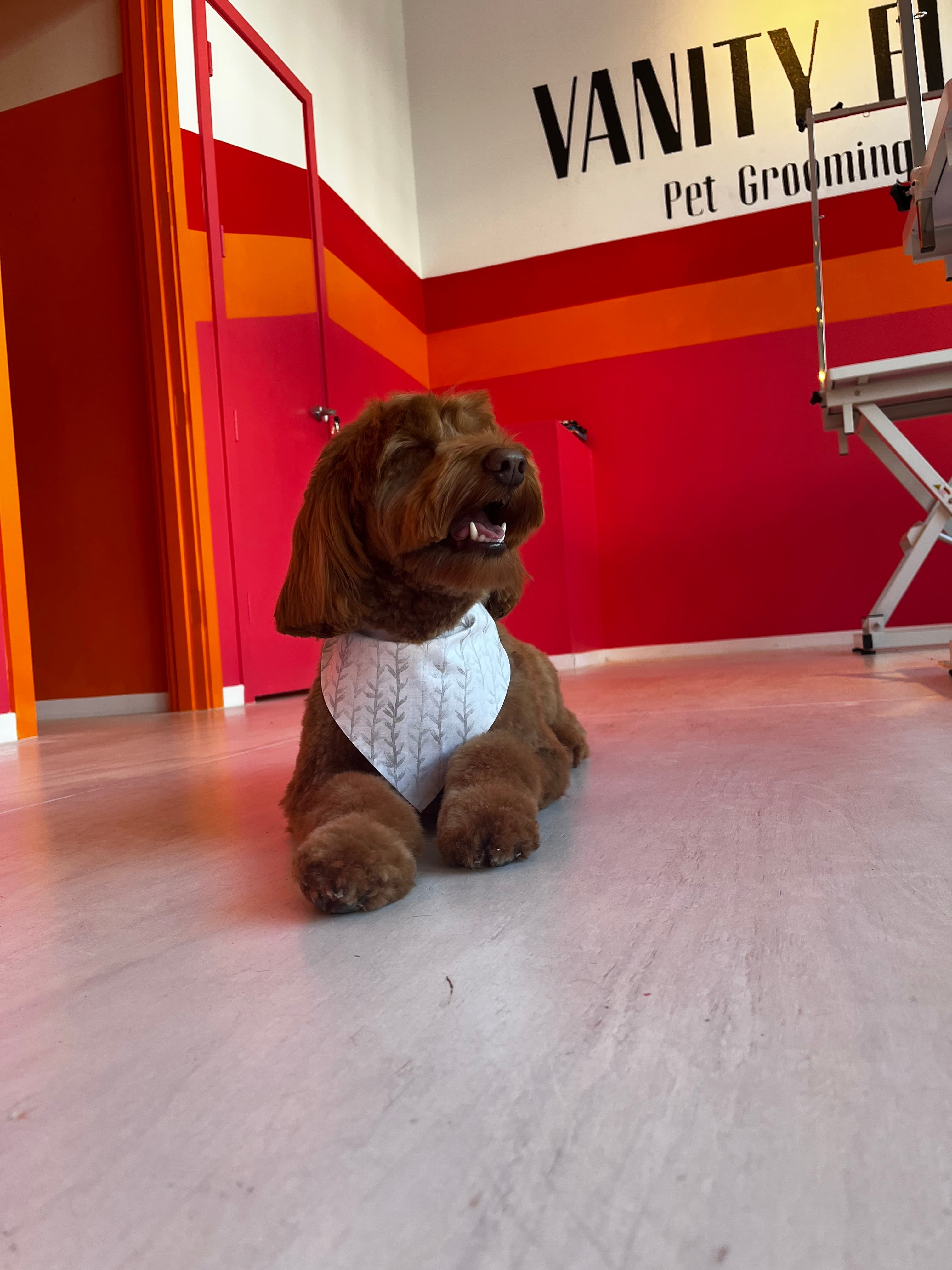 Vanity Fur Pet Grooming - Pet groomer in Portland, OR