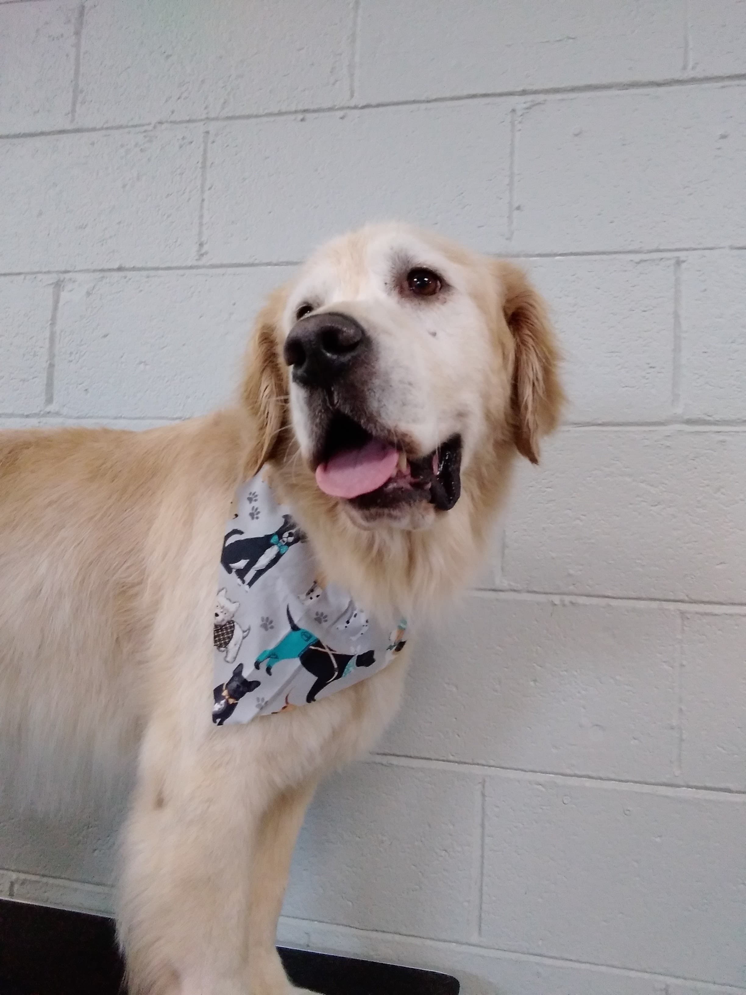 Pups Parlor - Pet groomer in Portland, OR