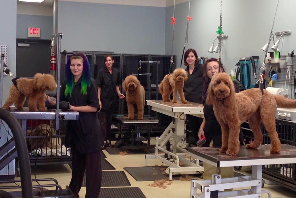 Hair of the Dog - Pet groomer in Carmel, IN
