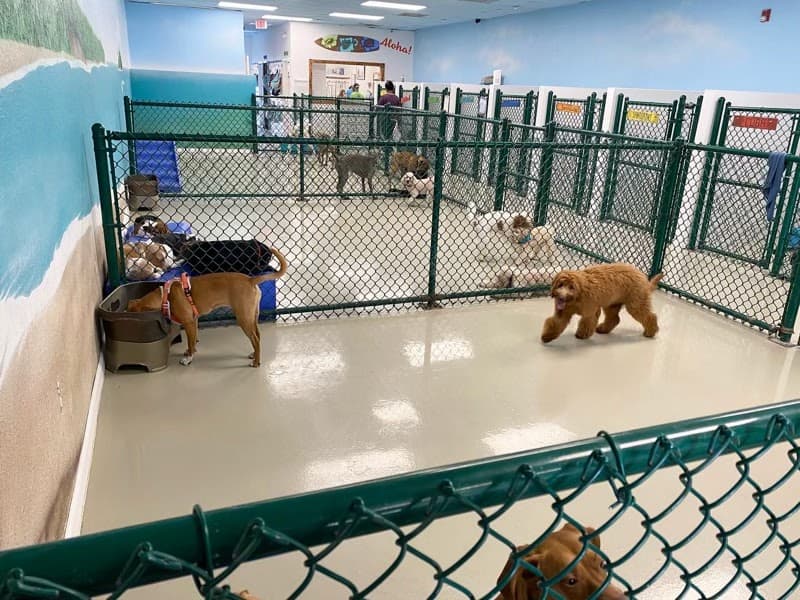 DoggyDay Inn Resort, Daycare & Grooming - Pet groomer in Tampa, FL