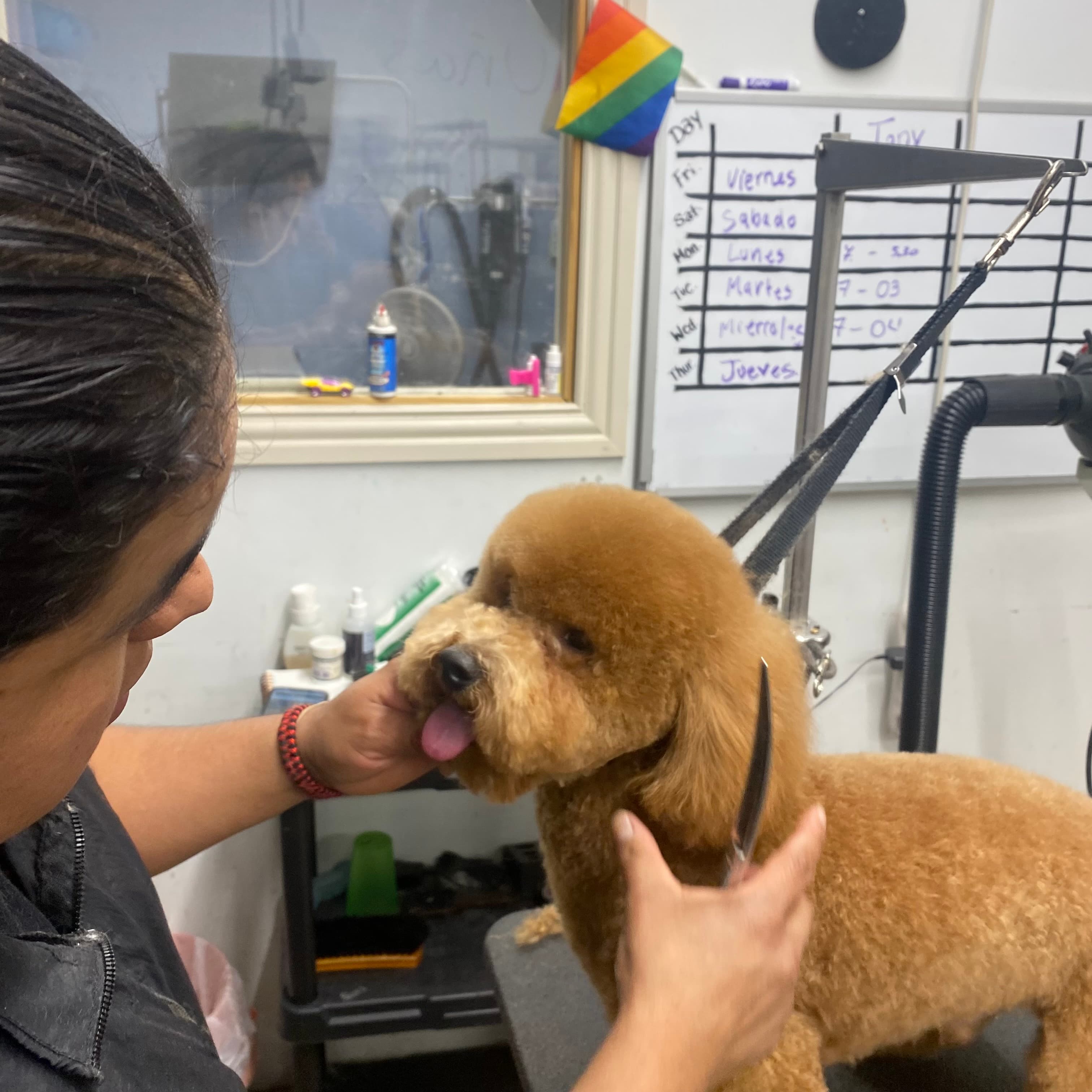Pet Grooming Academy - Pet groomer in Dallas, TX