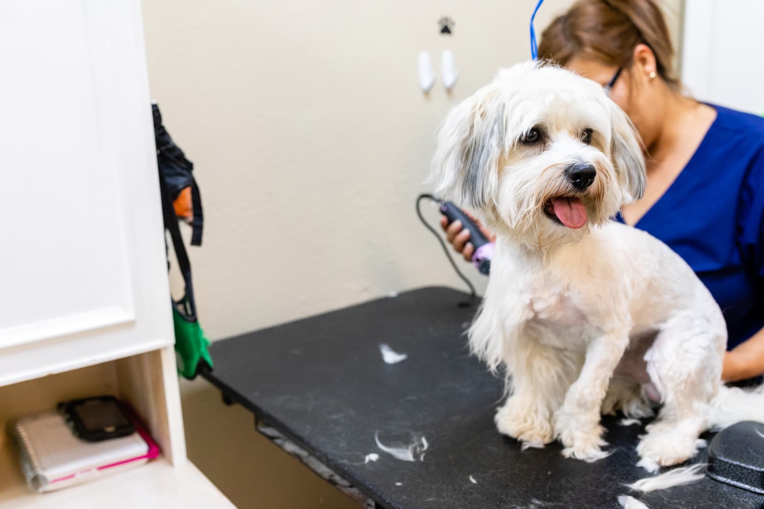 Happy Dog Wash - Pet groomer in Orlando, FL