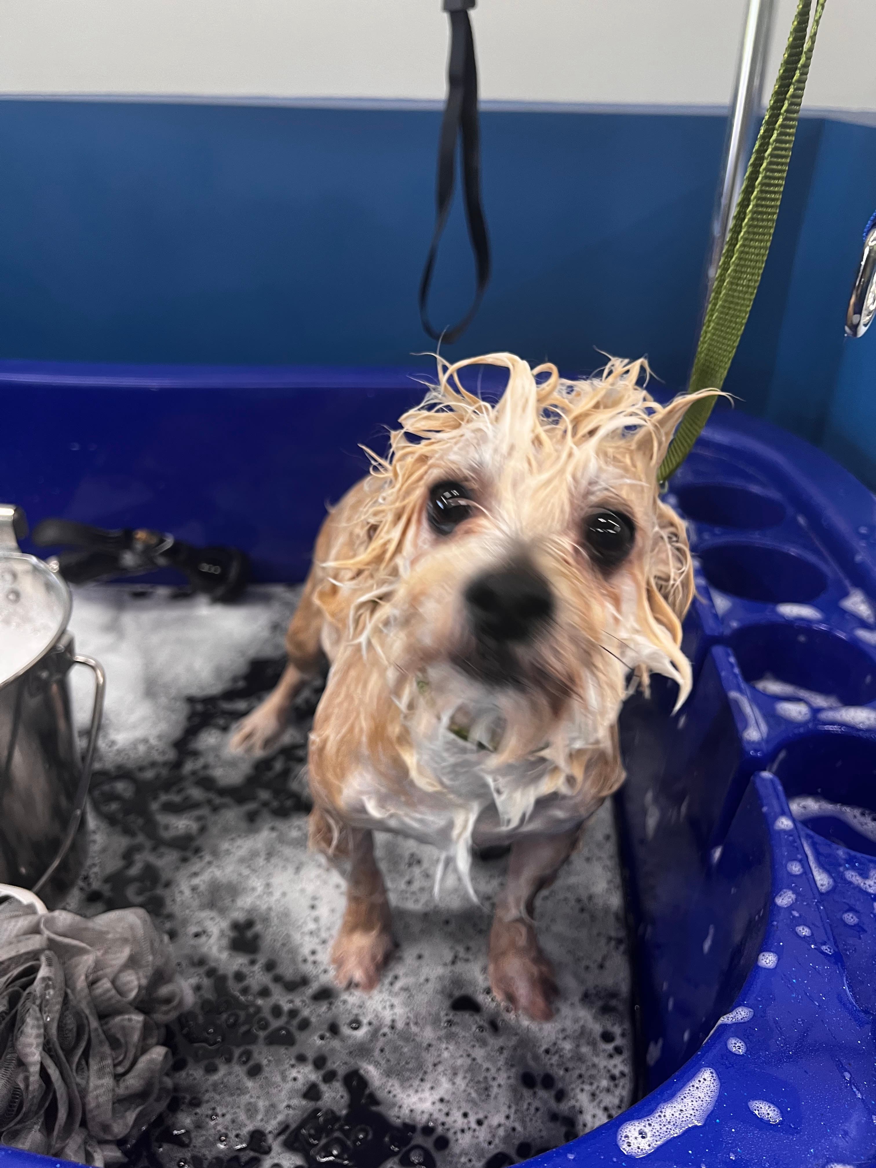 Shampooch Dog Wash & Grooming - Pet groomer in Fort Lauderdale, FL