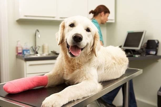 Barfield Animal Hospital - Pet groomer in Murfreesboro, TN