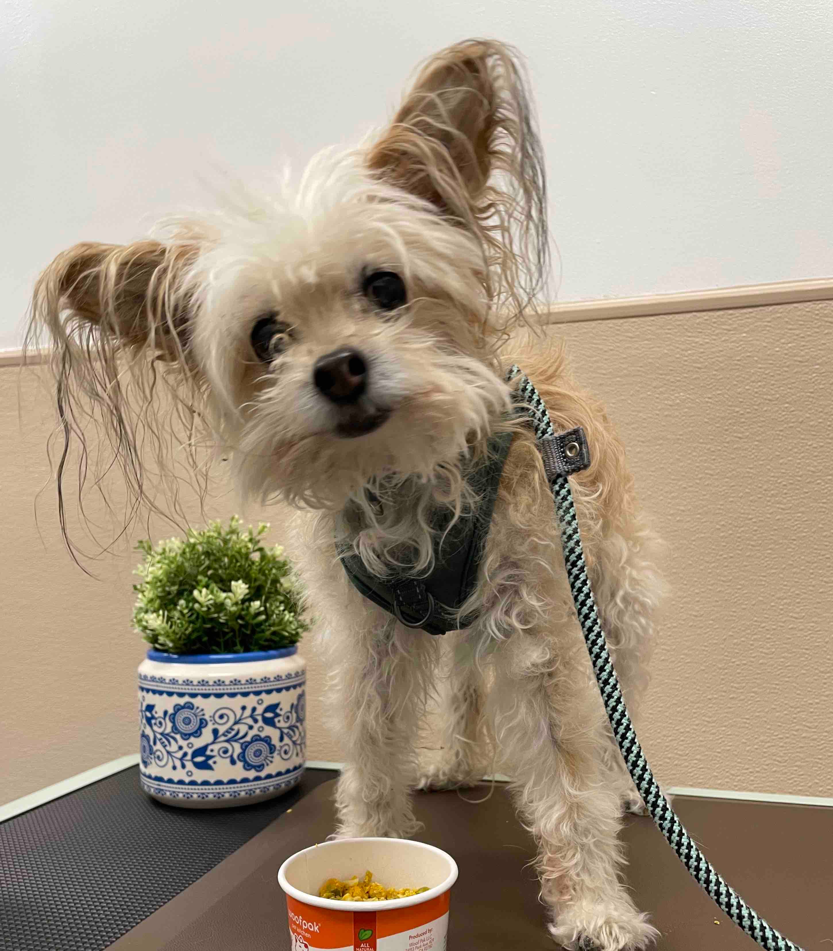 Woofpak Bakery & Dog Grooming - Pet groomer in San Diego, CA