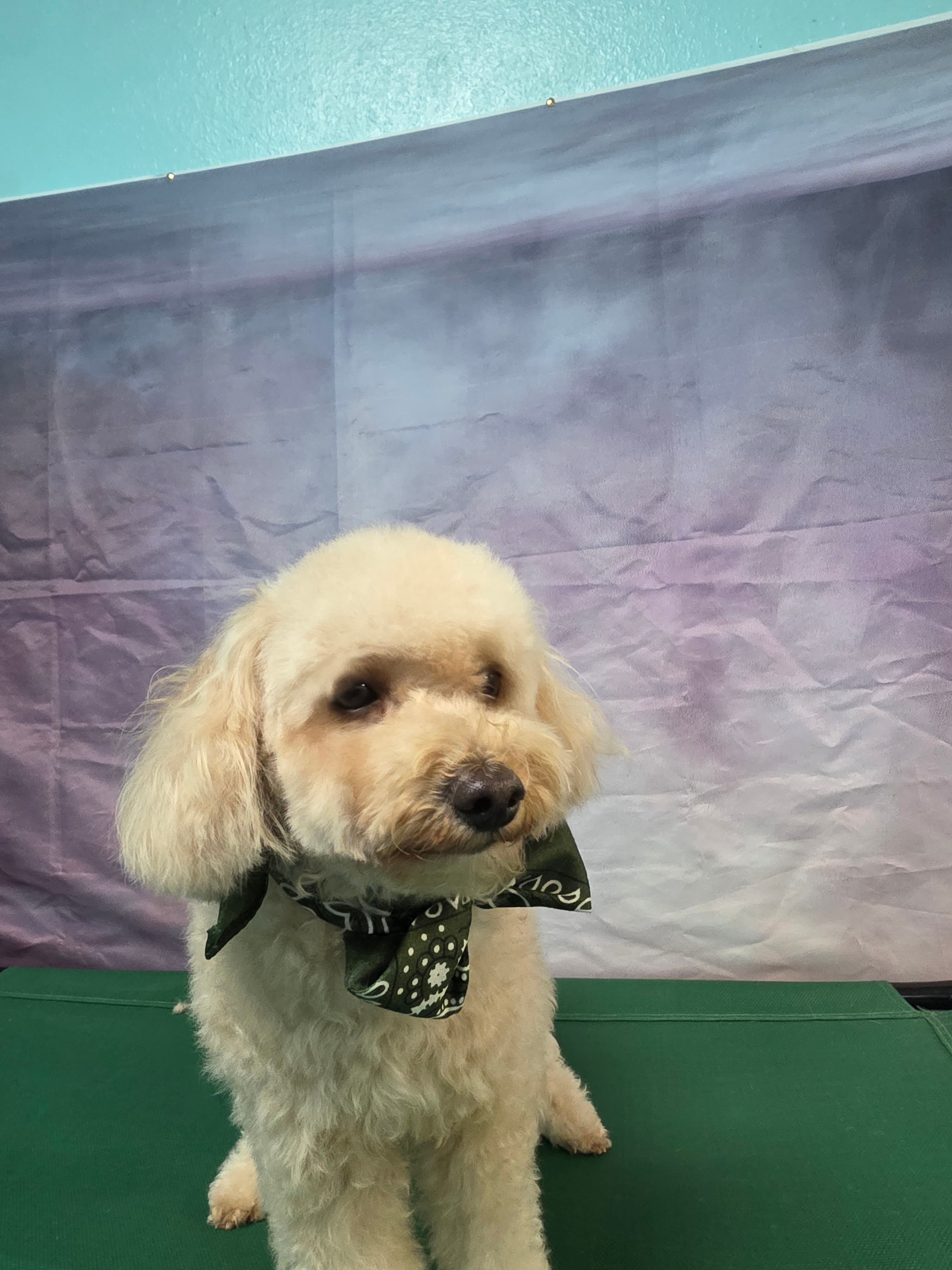 Happy Tails Groomers - Pet groomer in San Antonio, TX
