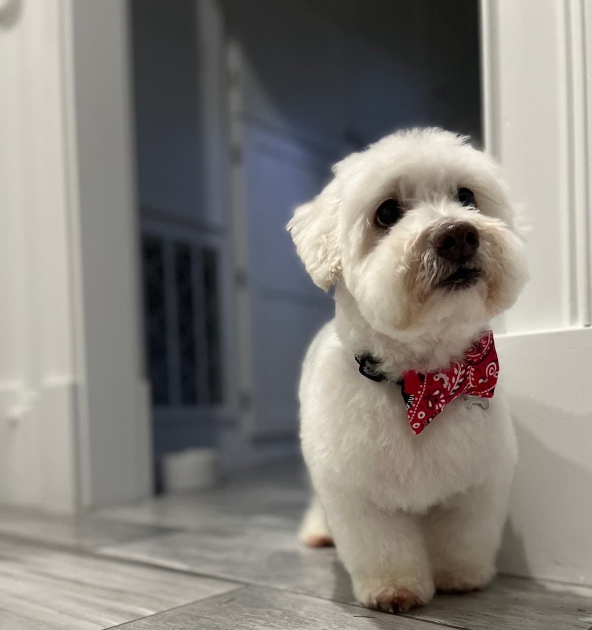 Groom With Me - Pet groomer in Hull, MA