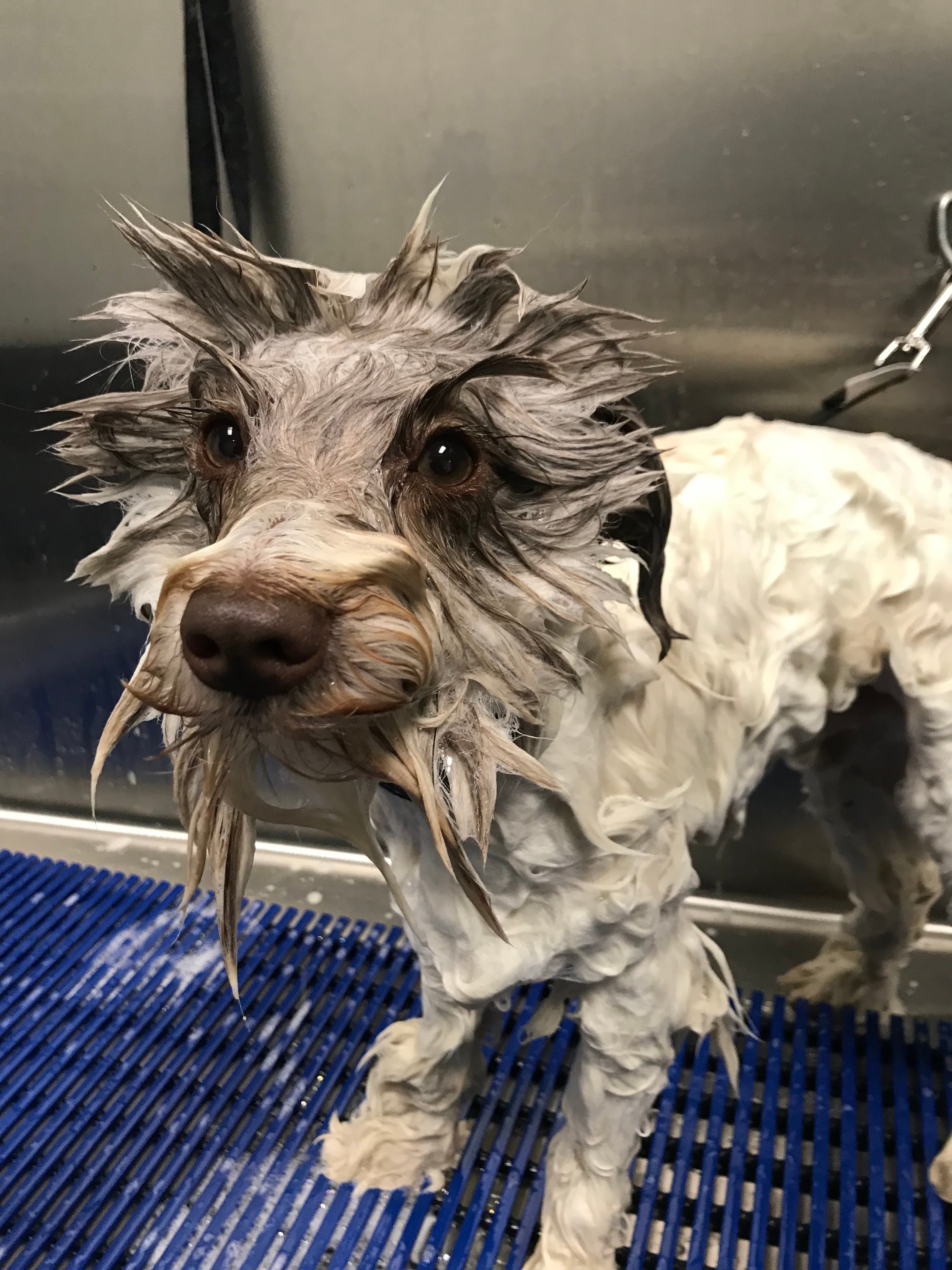 Sheree’s Pet Grooming - Pet groomer in Denver, CO