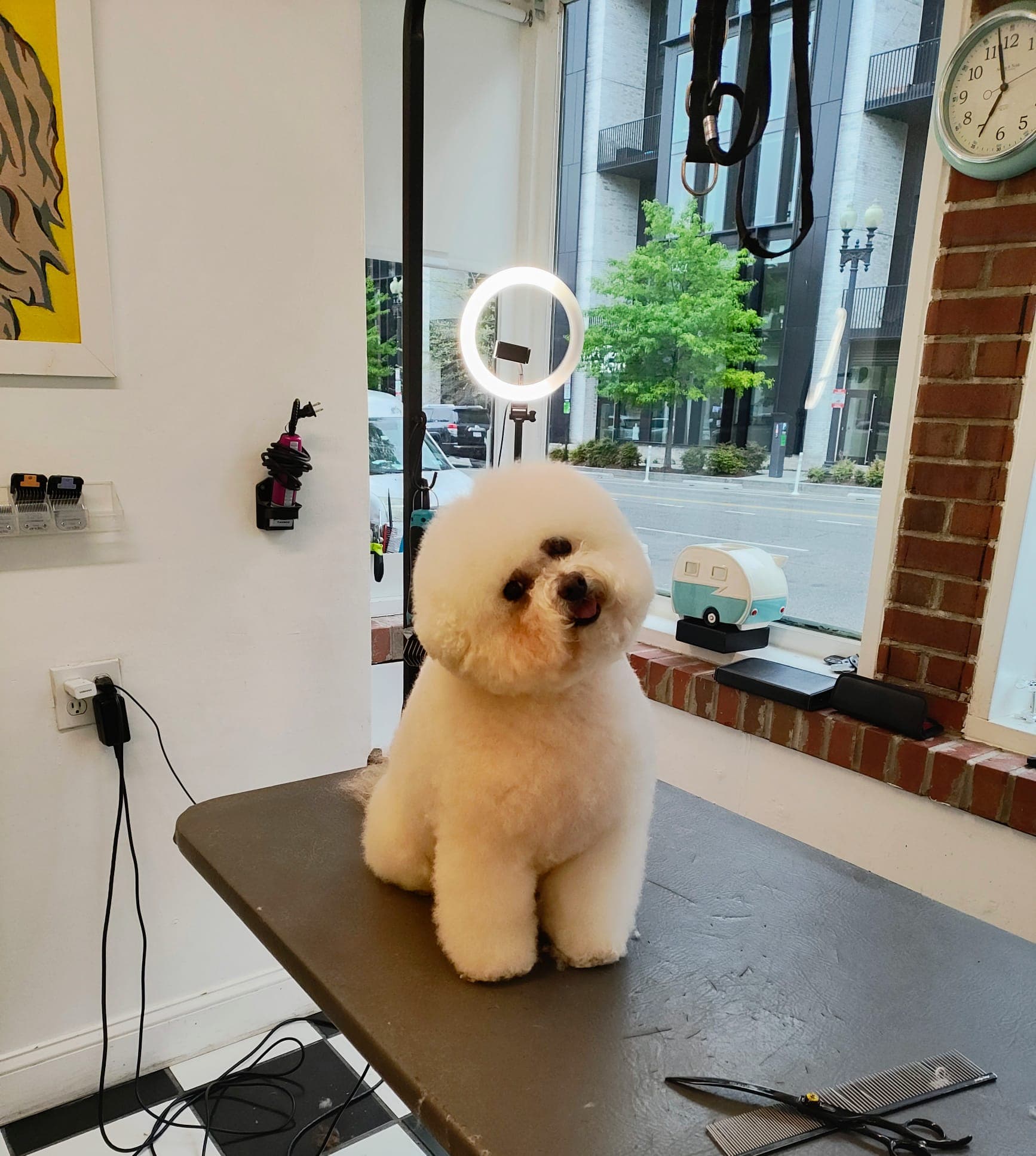 DC Petropolis - Pet groomer in Washington, DC