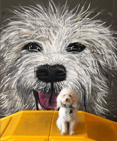 Bones & Bacon Doggy Daycare - Pet groomer in Dallas, TX