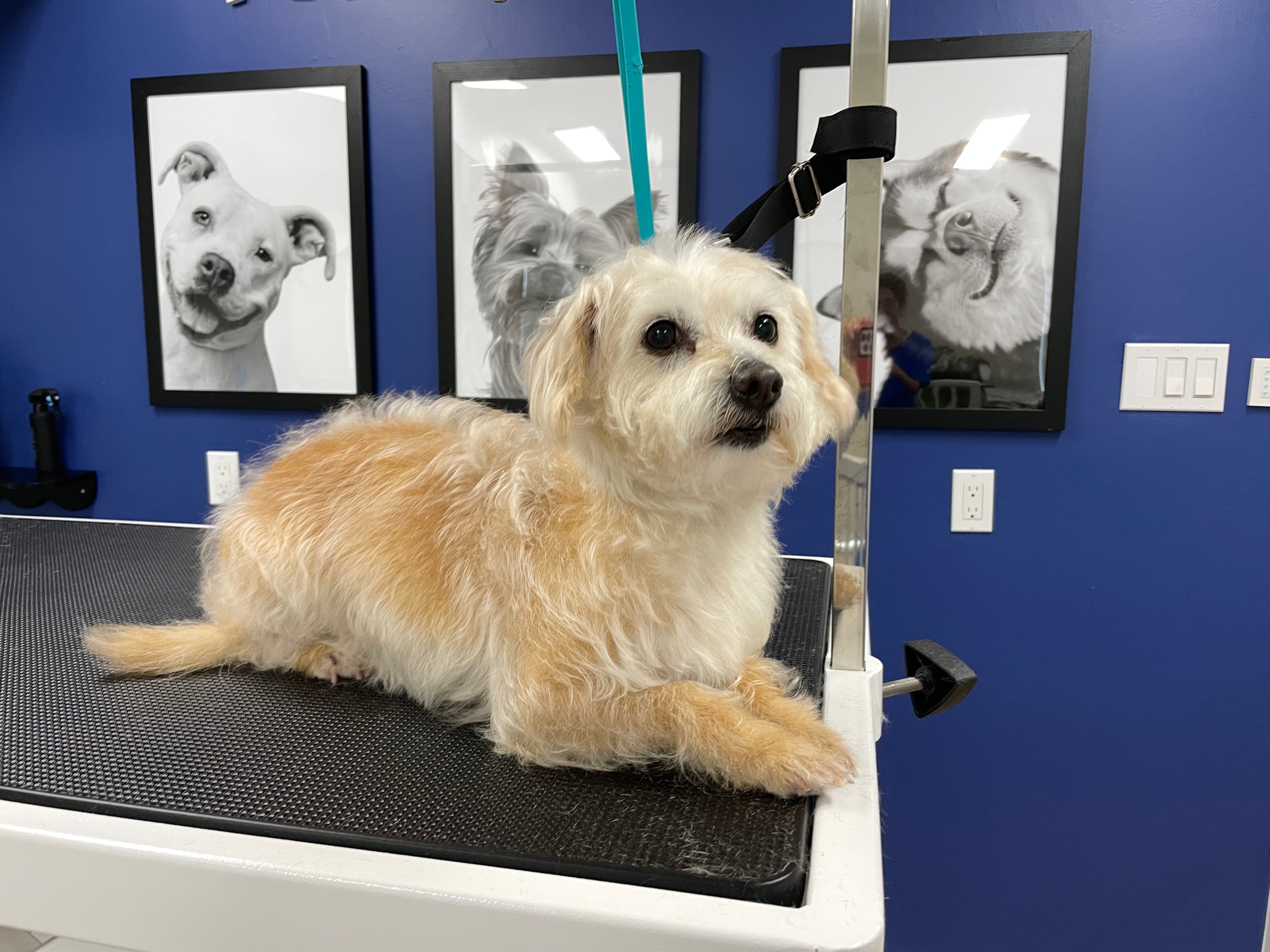 Ruff to Fluff Dog Grooming - Pet groomer in San Francisco, CA