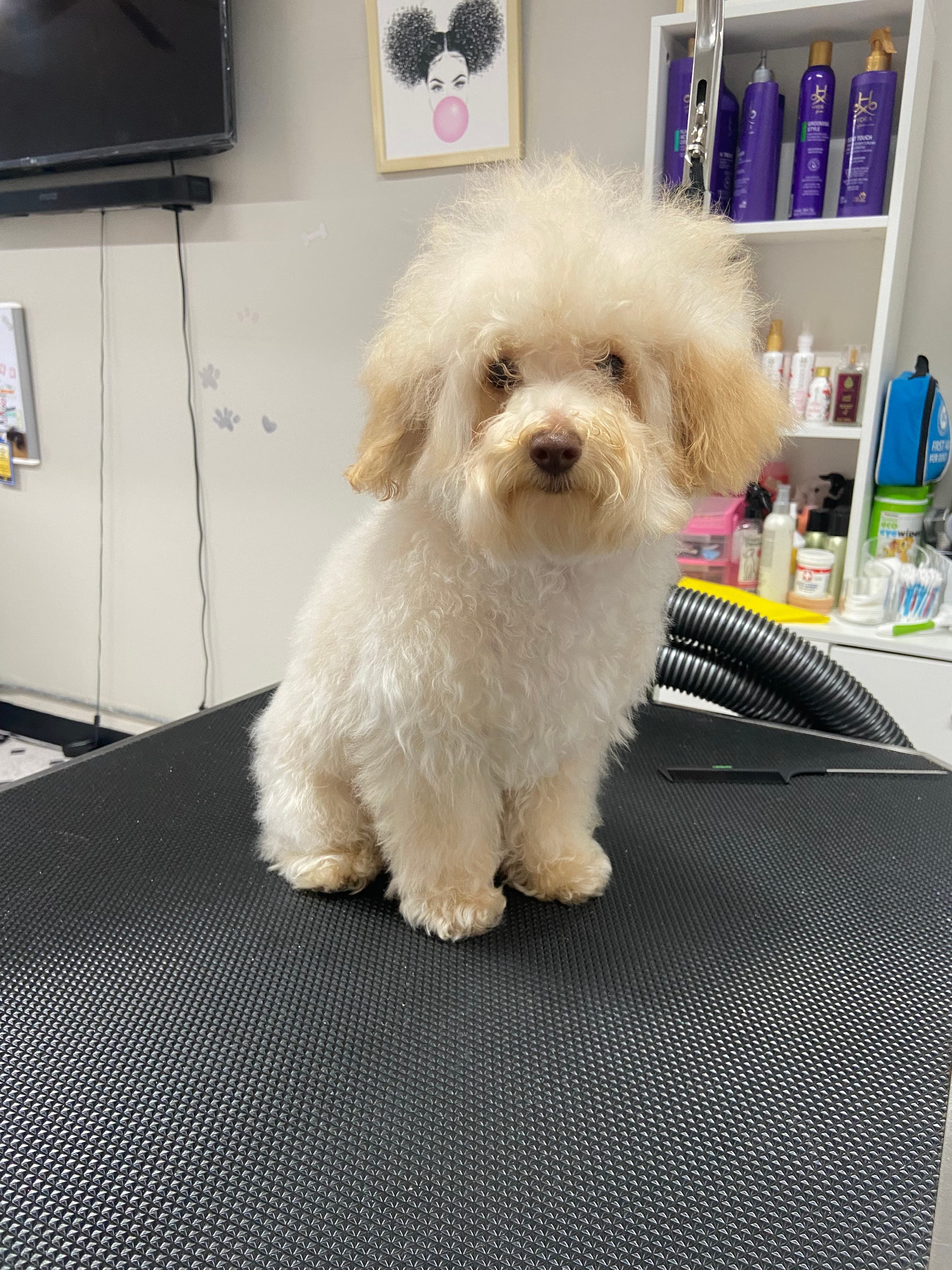 Hiklas Pets LLC, Grooming & Boutique - Pet groomer in Maple Heights, OH