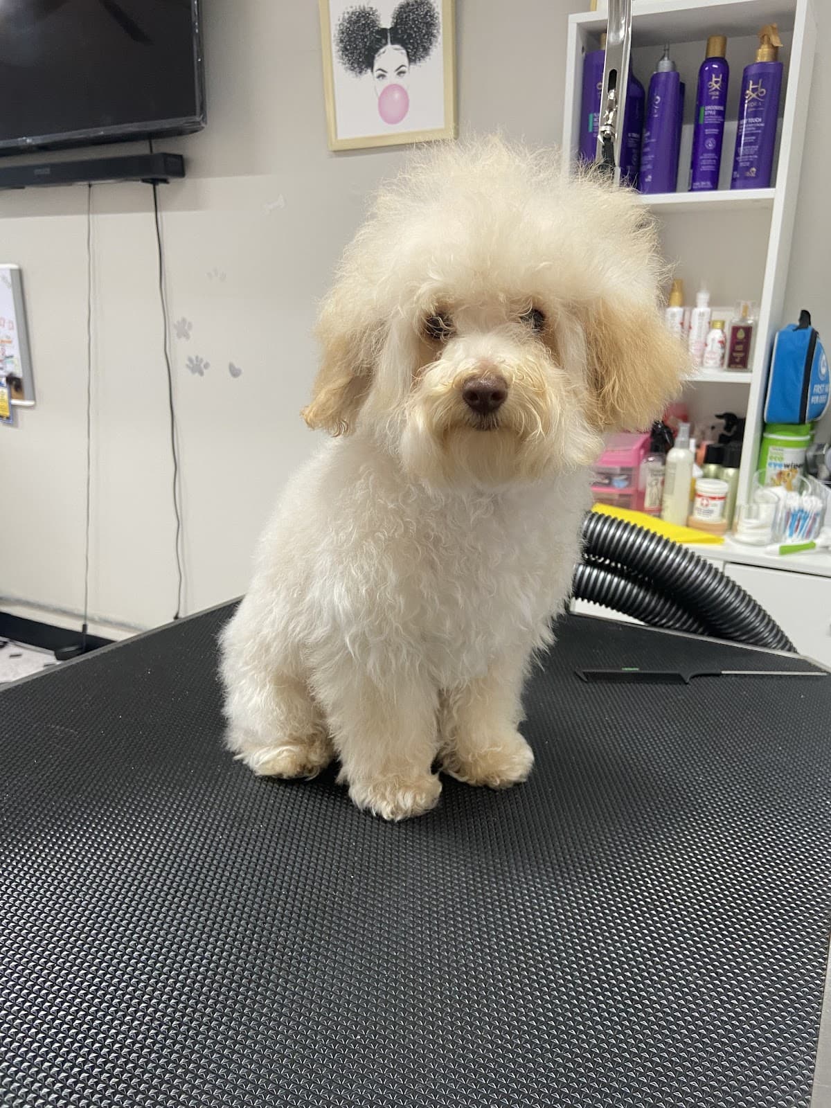 Hiklas Pets LLC, Grooming & Boutique - Pet groomer in Maple Heights, OH