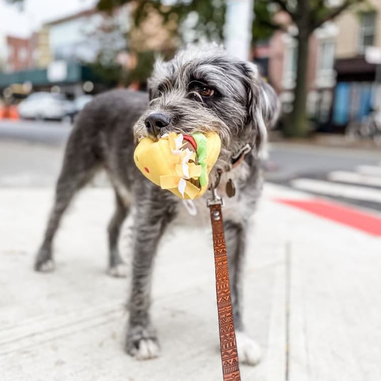 Doggie Style Pets Queen Village - Pet groomer in Philadelphia, PA