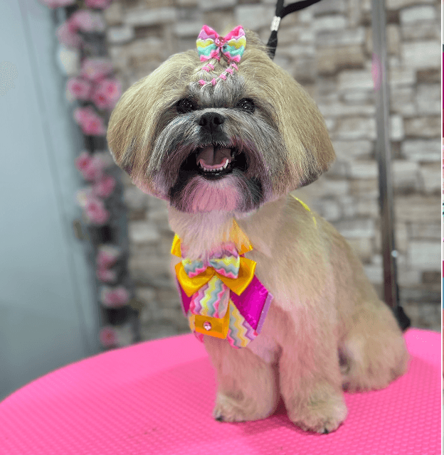 Lovely Pet Grooming & Beauty Salon - Pet groomer in Philadelphia, PA