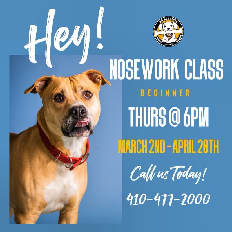 K-9 Koncepts Baltimore Dog Training - Pet groomer in Edgemere, MD
