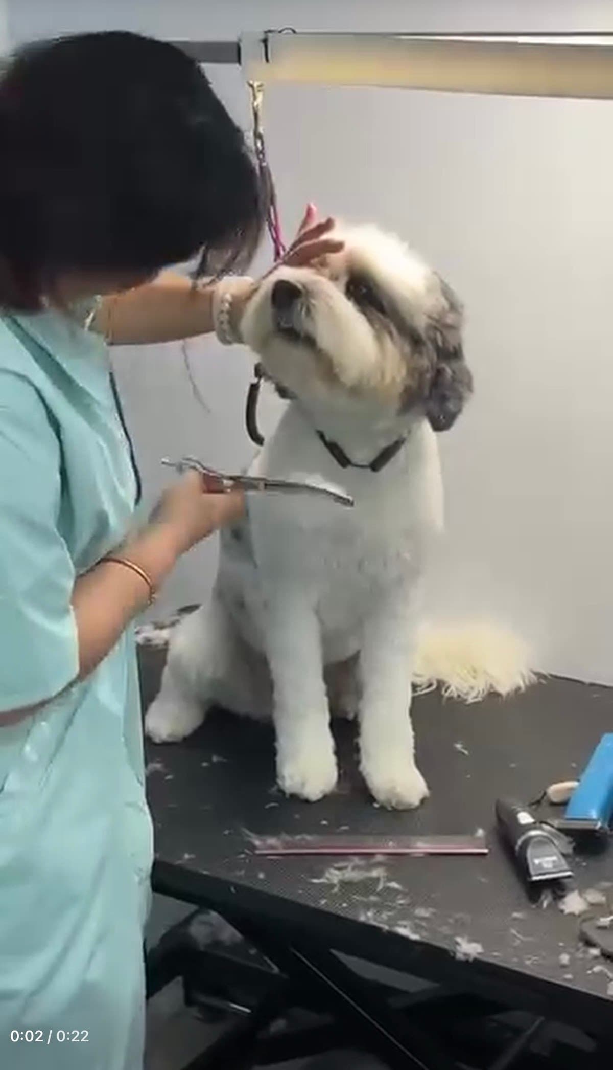 RR Fluffytale Pet Grooming/Boarding/Training - Pet groomer in Bayside, NY