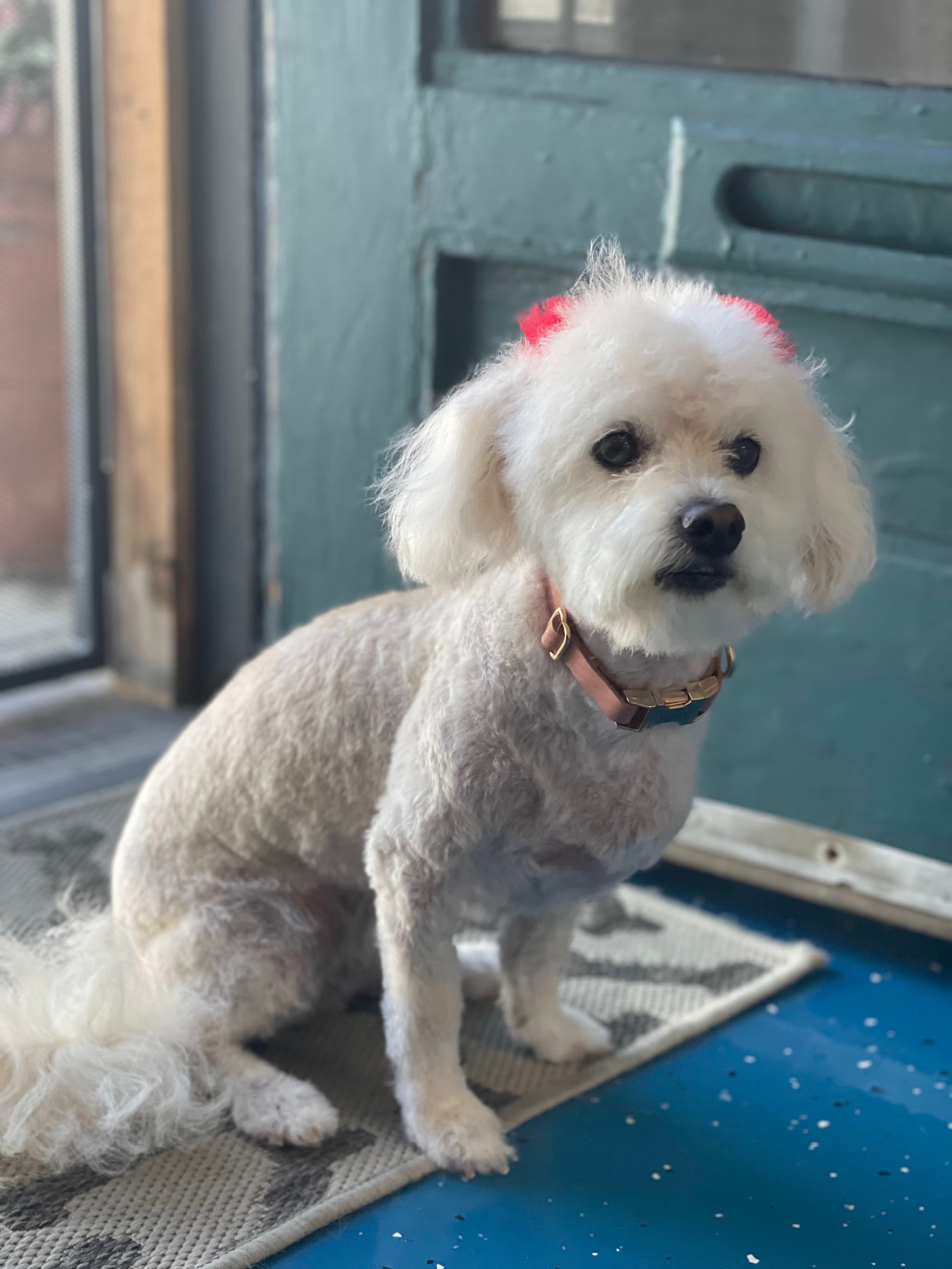 The Barking Lot of Hillcrest - Pet groomer in San Diego, CA
