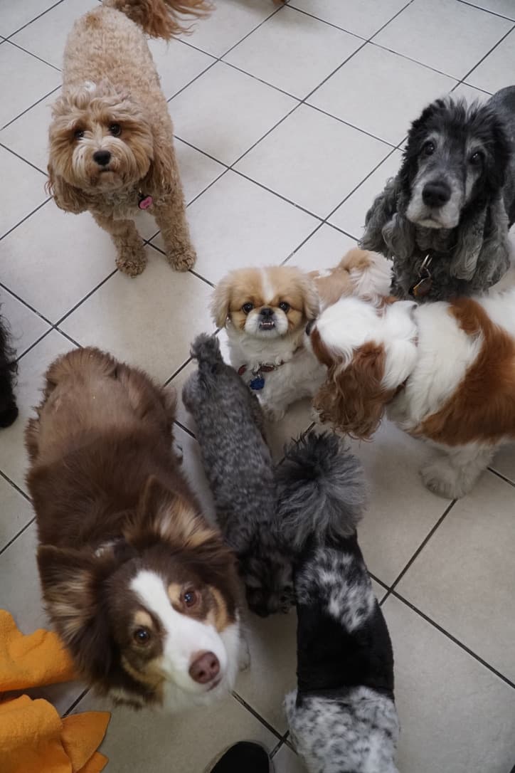 Camp Canine Sutton Place - Pet groomer in New York, NY
