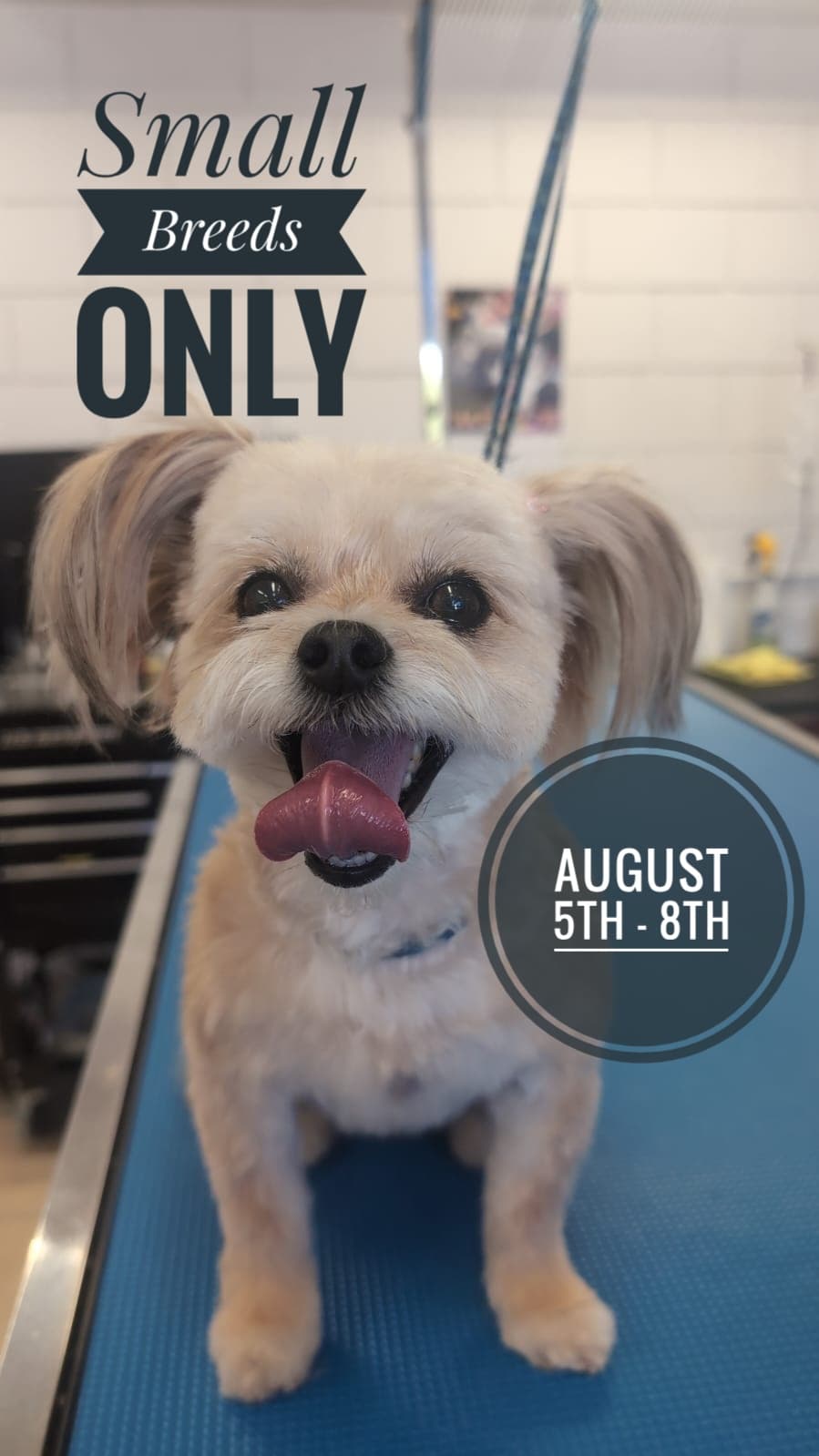 Bien Perro Dog Grooming - Pet groomer in San Diego, CA