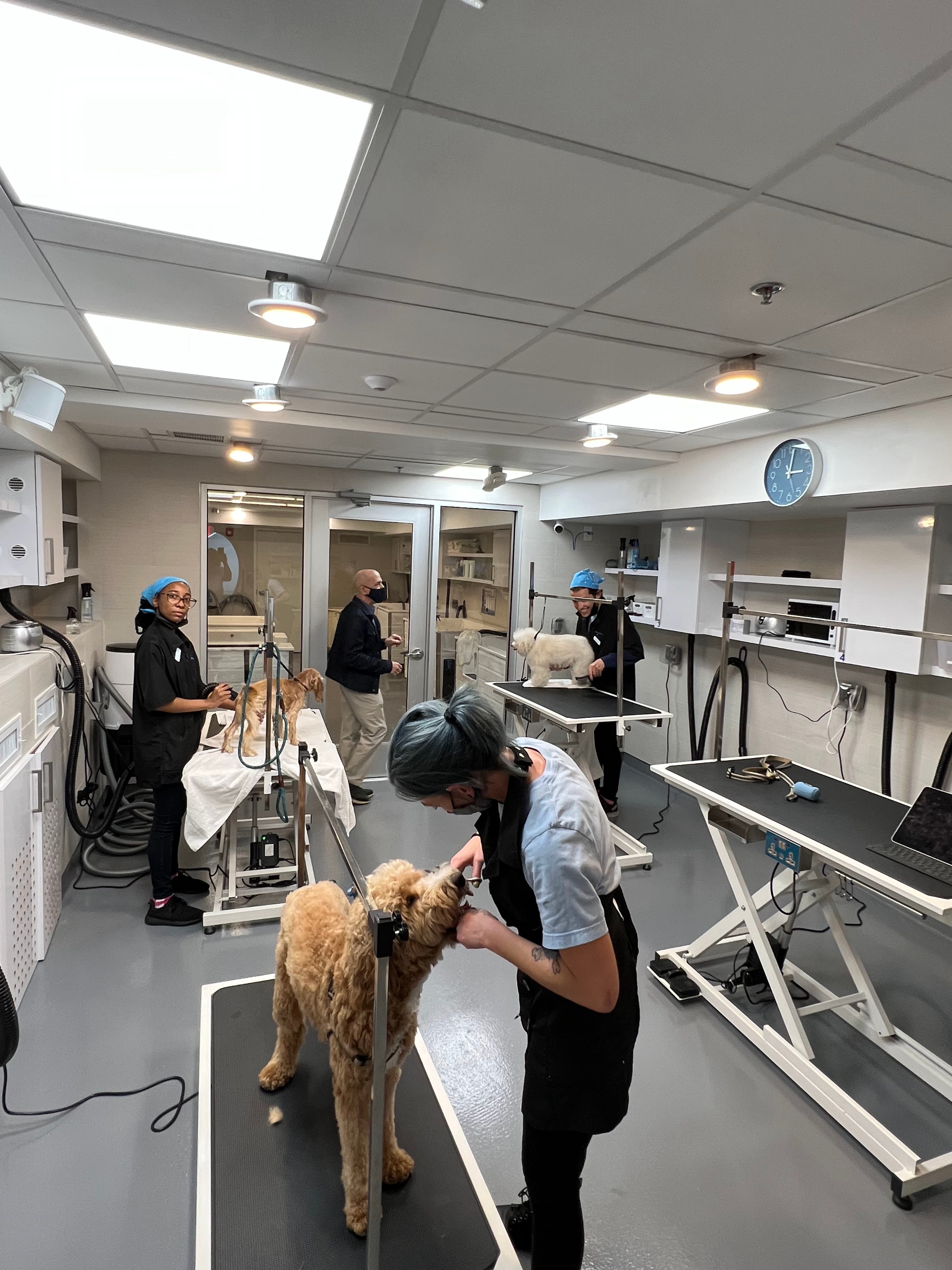 ONYVA - Pet groomer in Boston, MA