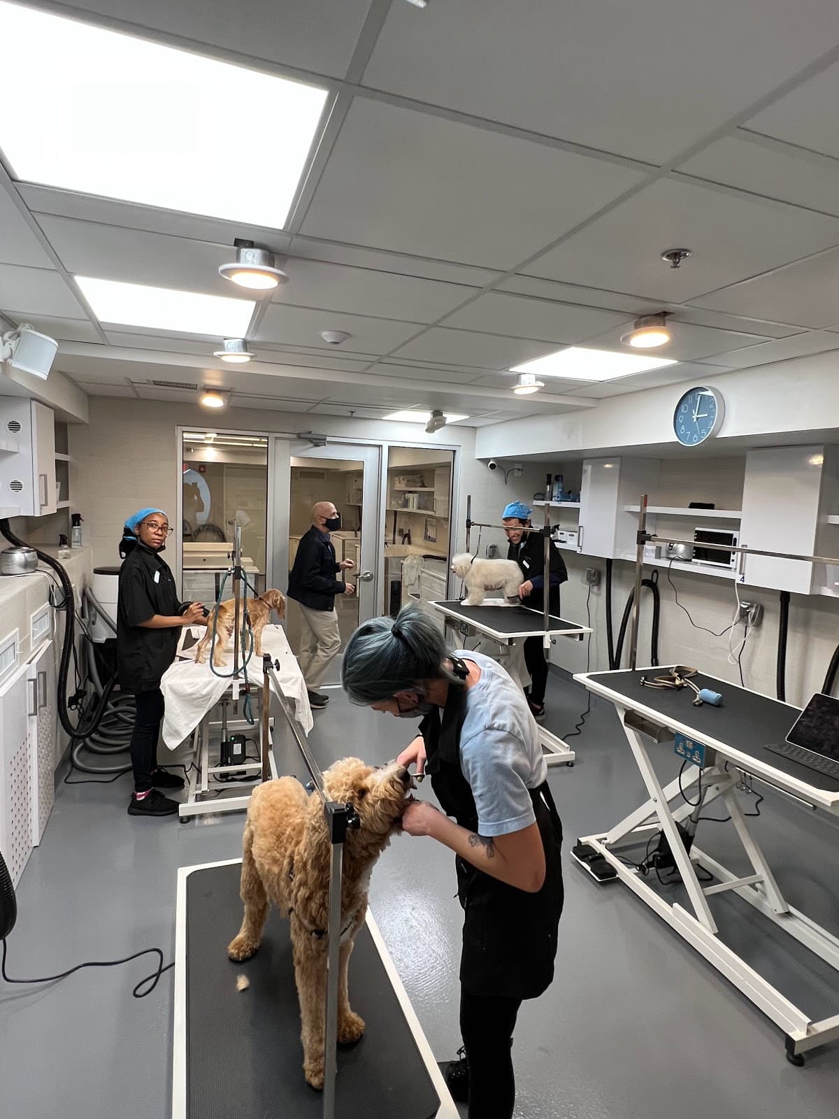 ONYVA - Pet groomer in Boston, MA