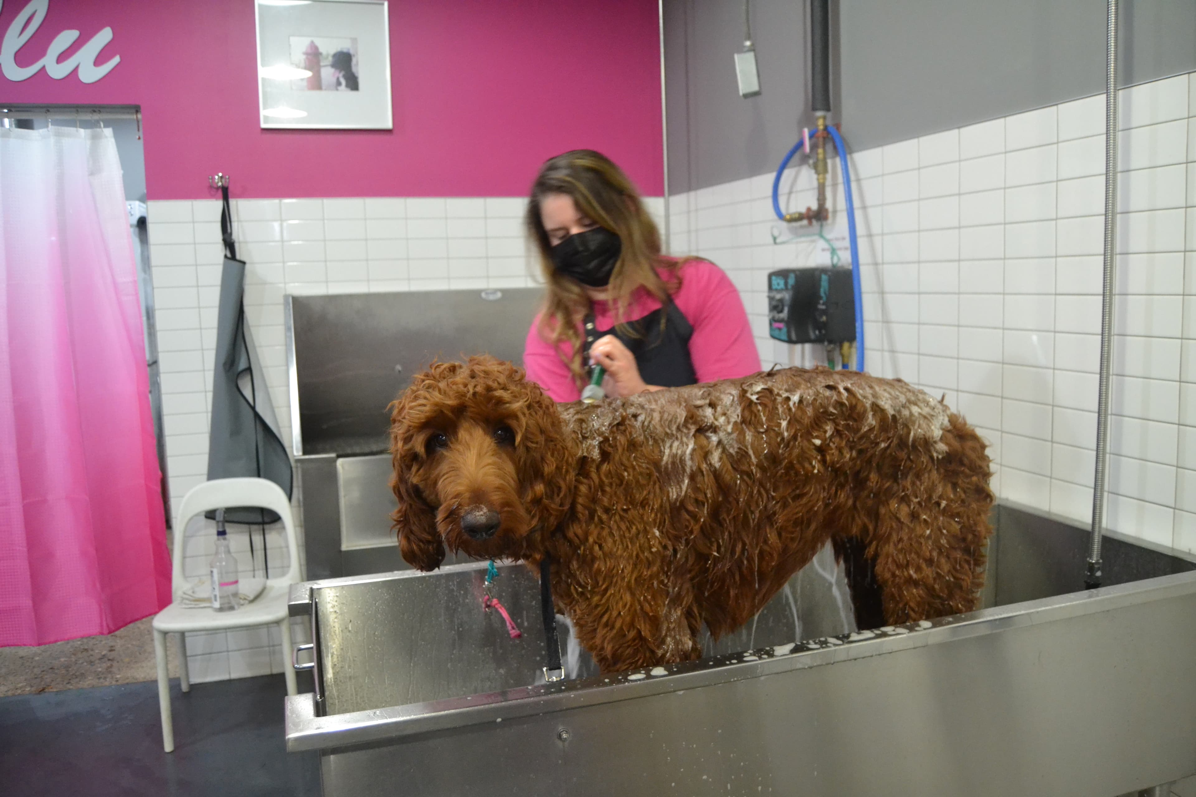 Ollu Self Serve Dogwash & Grooming Salon - Pet groomer in Minneapolis, MN