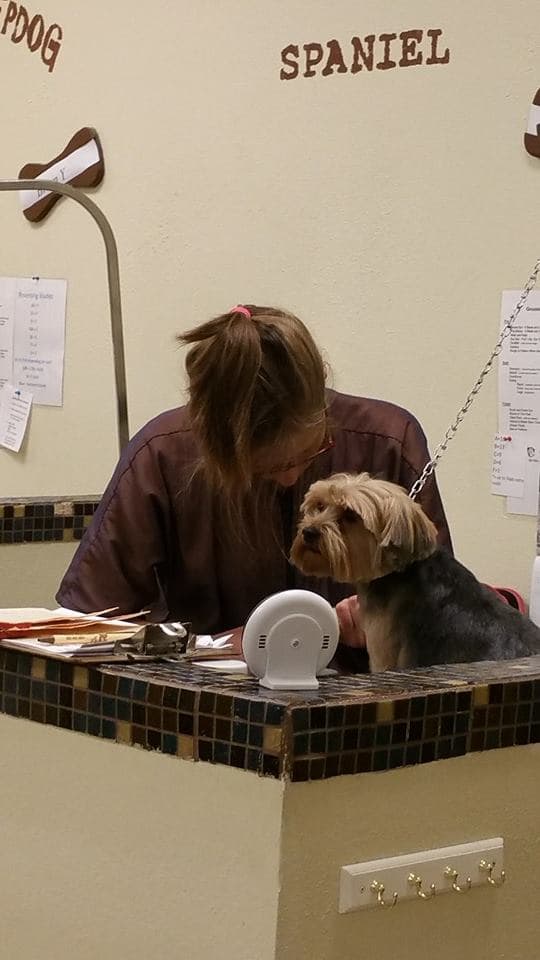 It's A Dog's World - Pet groomer in Phoenix, AZ