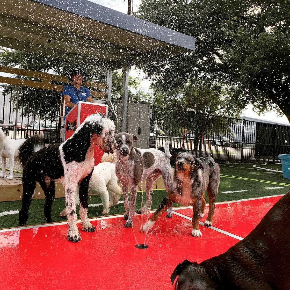 Houston Bark Park and Daycare - Pet groomer in Houston, TX