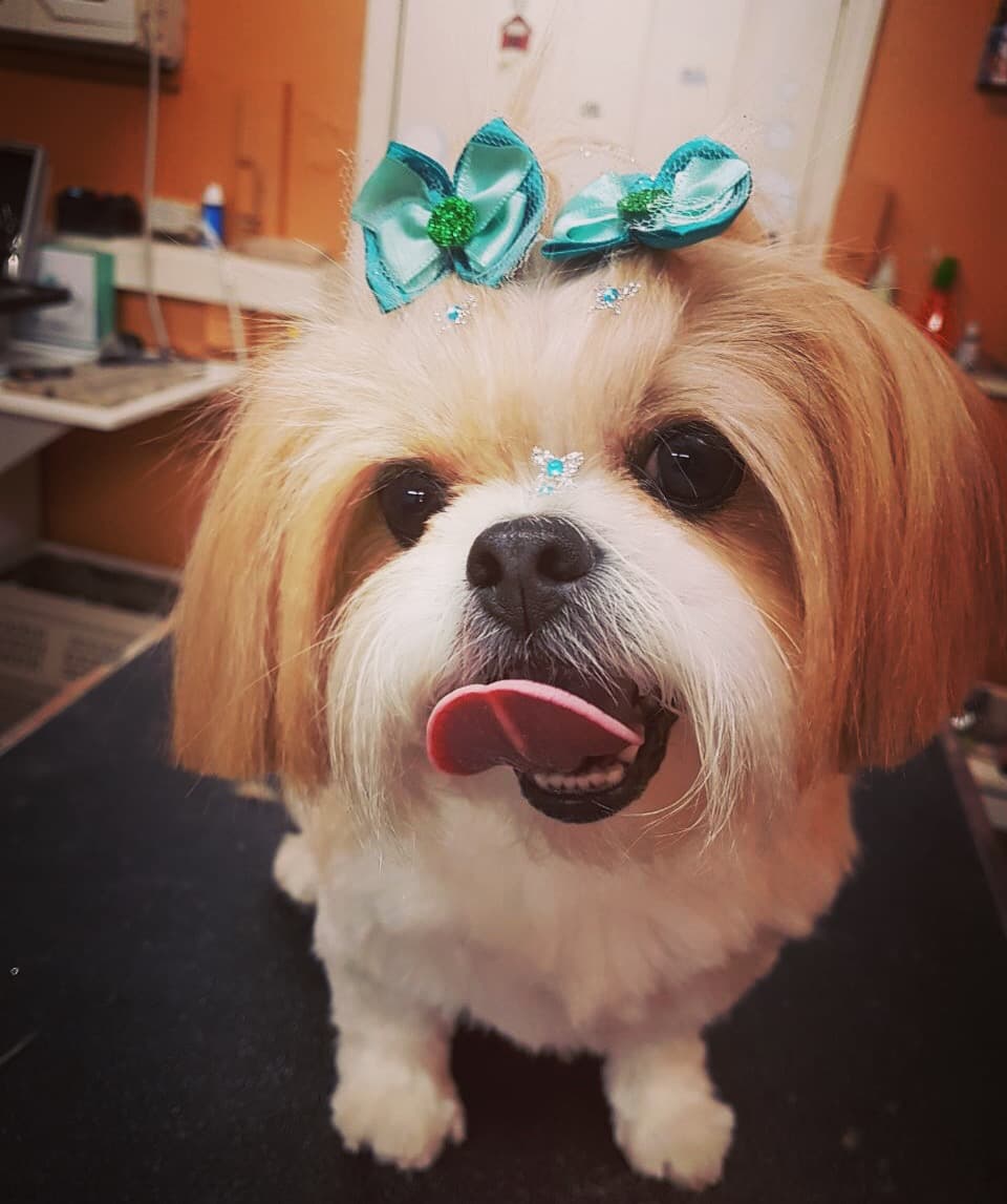 Clean Paws Pet Salon - Pet groomer in Medford, MA