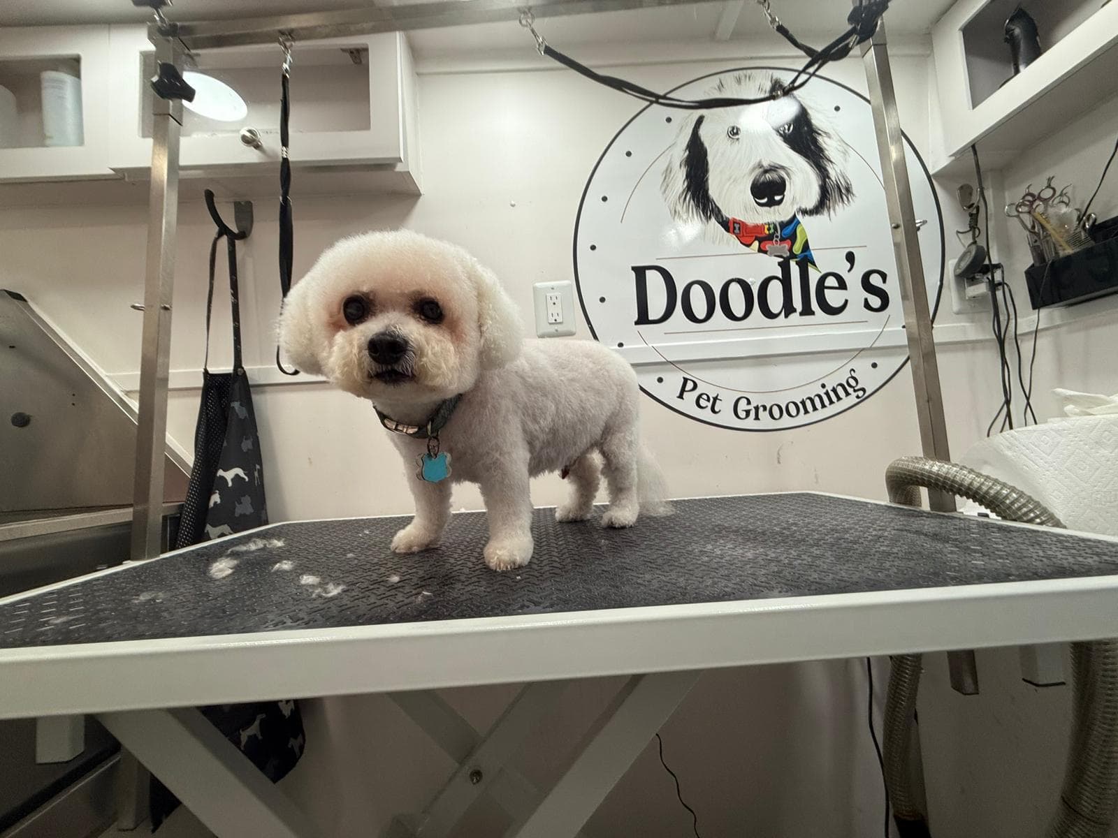 Pelitos Pet Grooming - Pet groomer in Oakland Park, FL